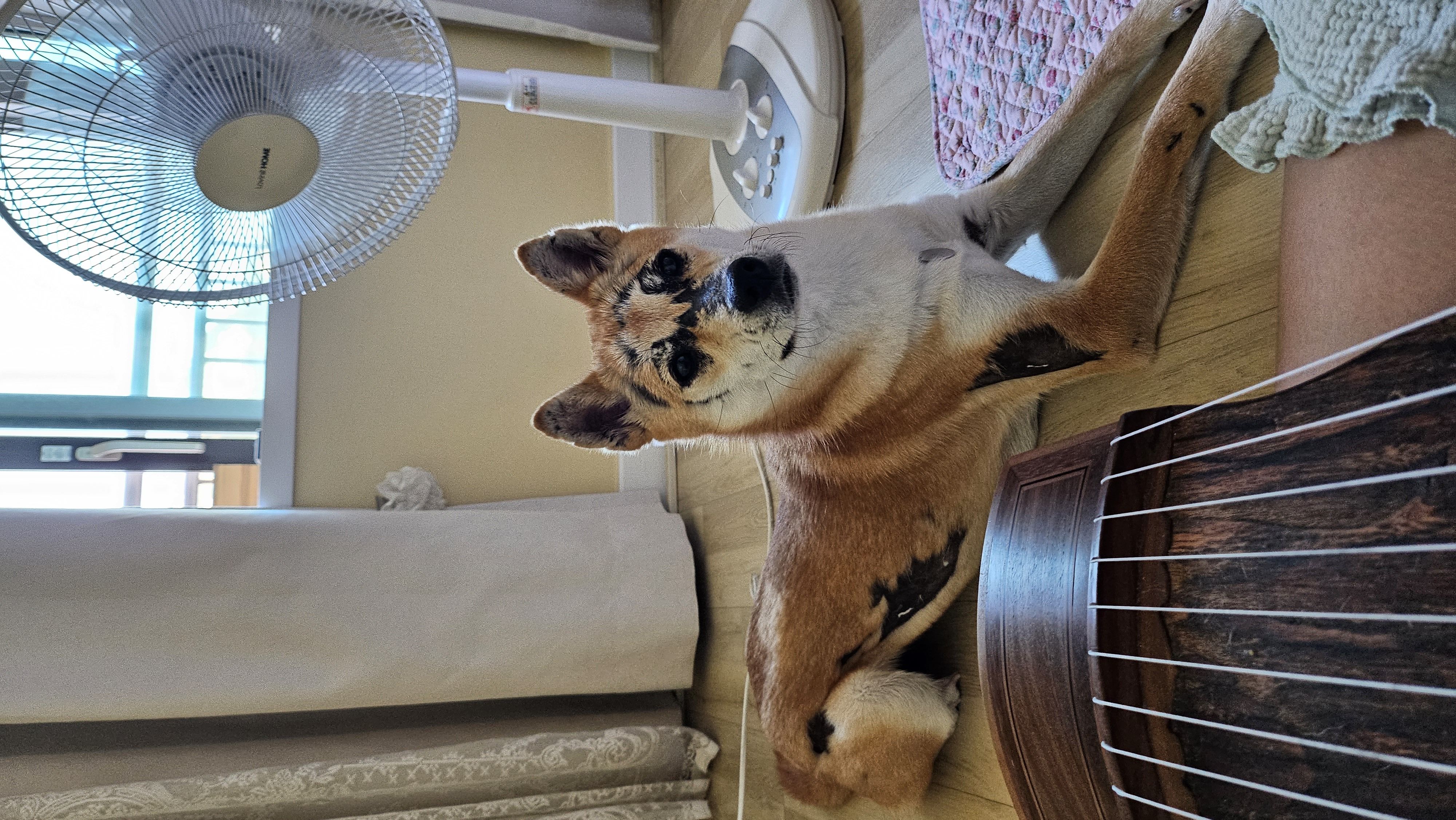 이솔이 임보 한 달 차 보고!