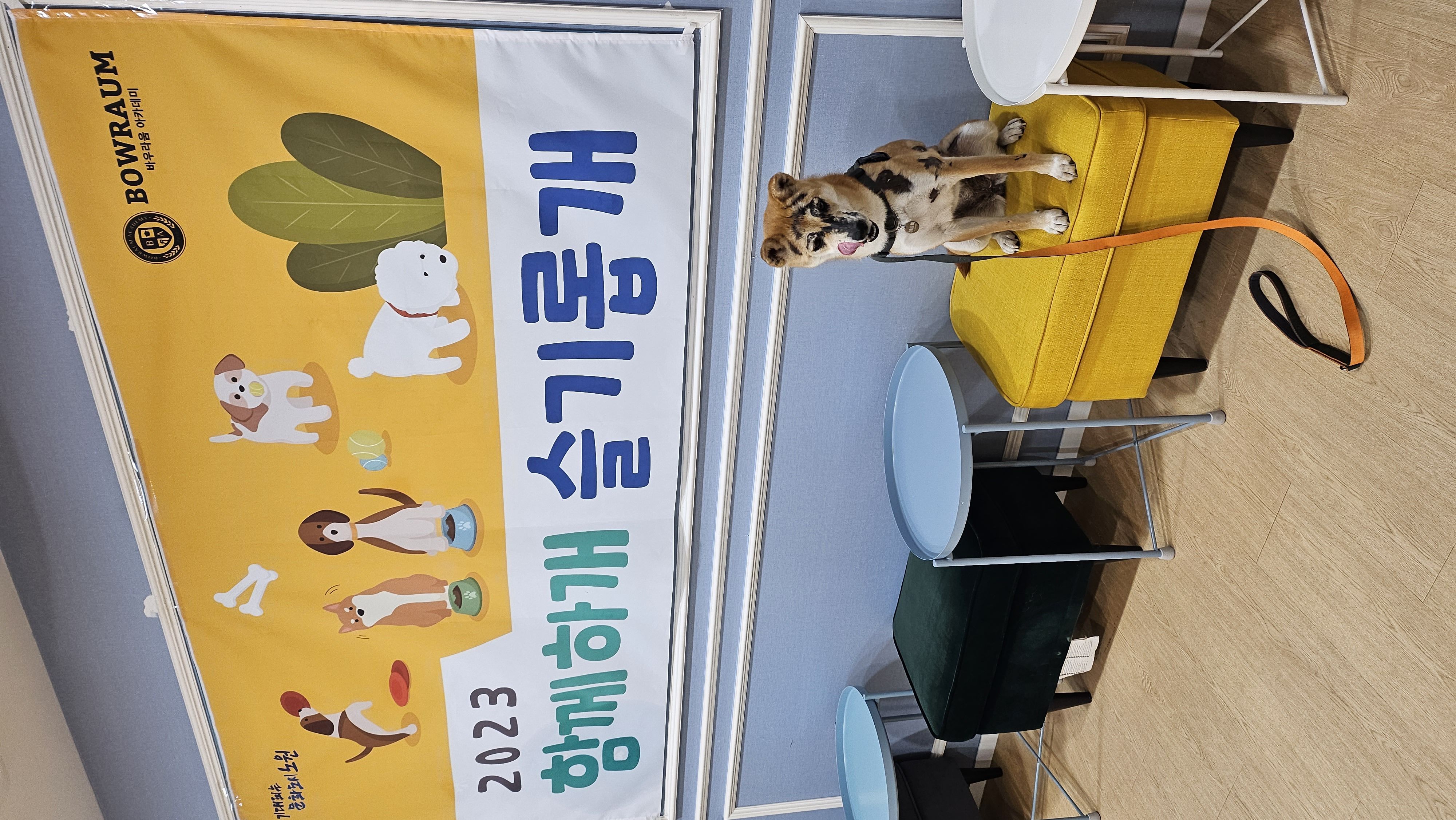 이솔이 임보 한 달 차 보고!