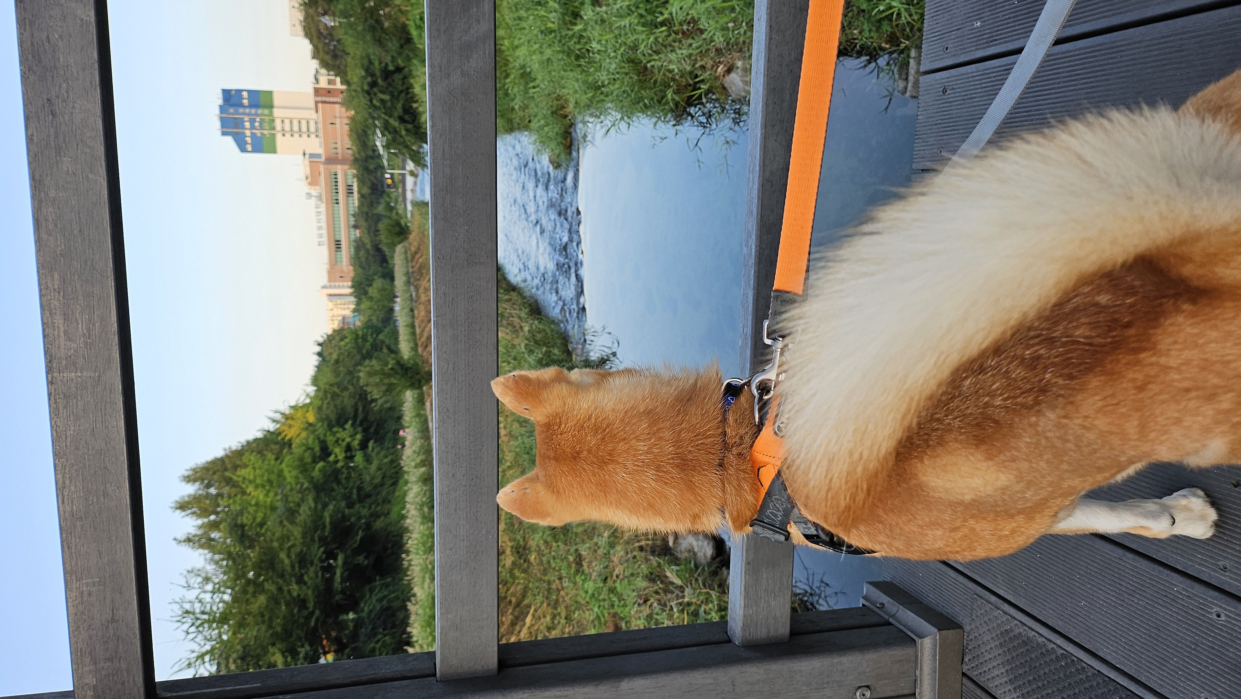 이솔이 임보 한 달 차 보고!