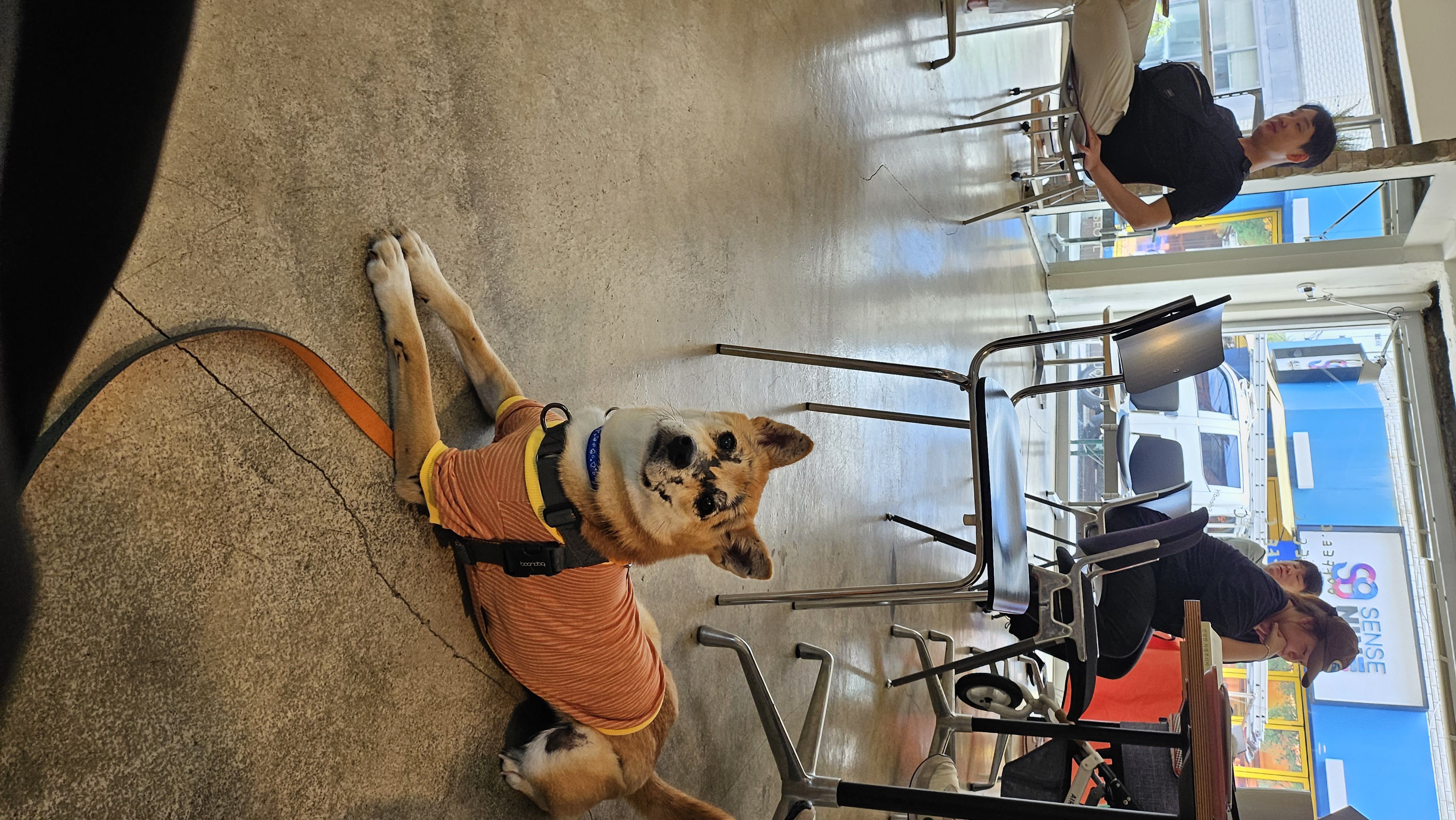 이솔이 임보 한 달 차 보고!