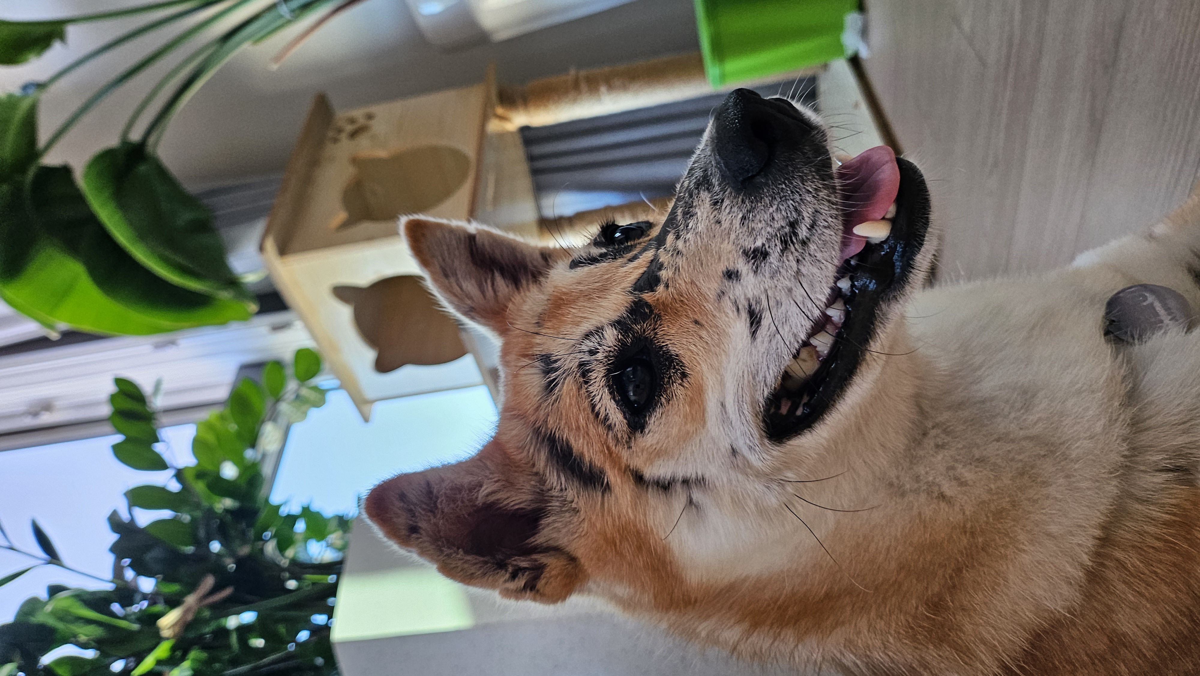 이솔이 임보 한 달 차 보고!