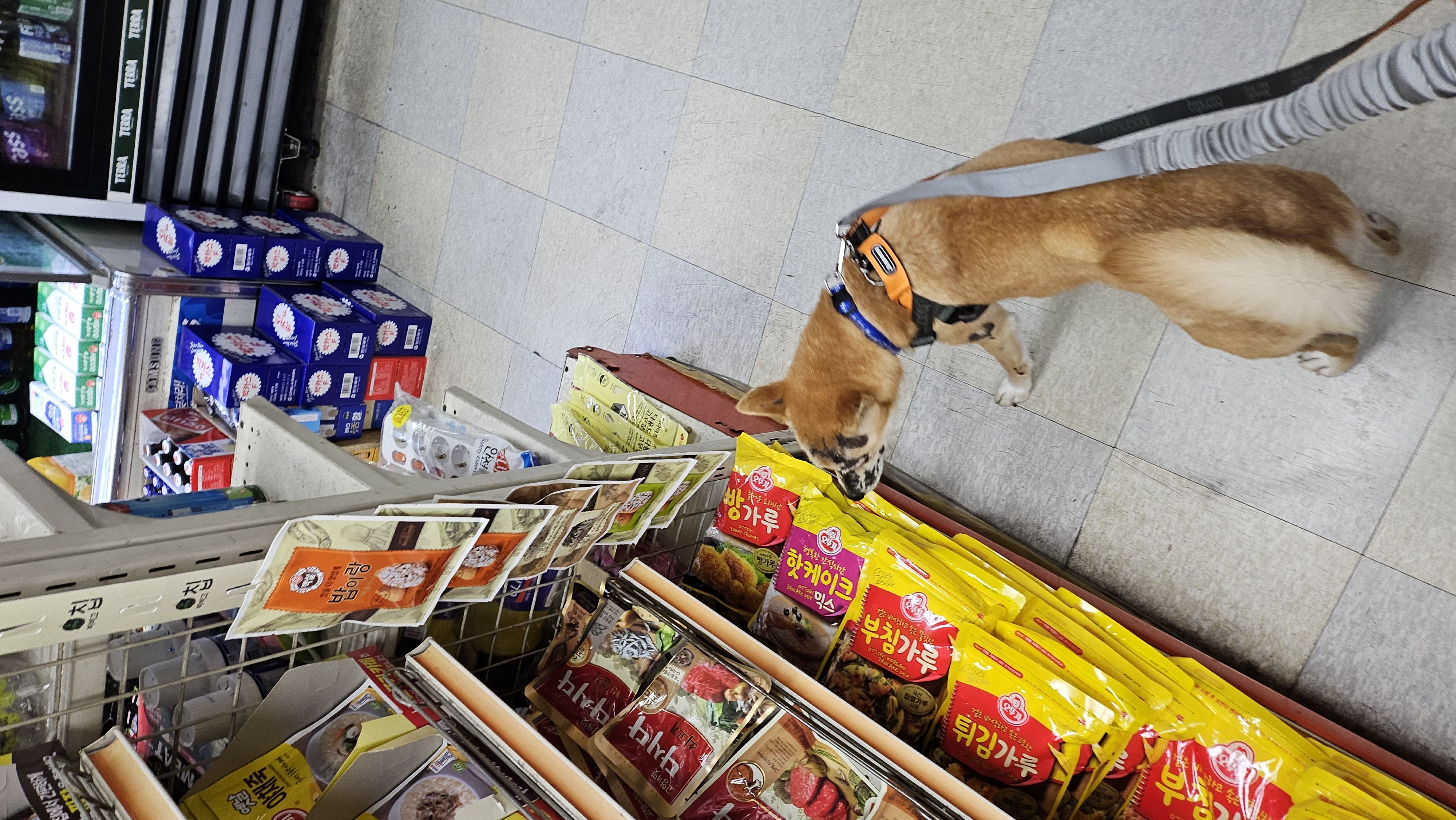 이솔이 임보 한 달 차 보고!