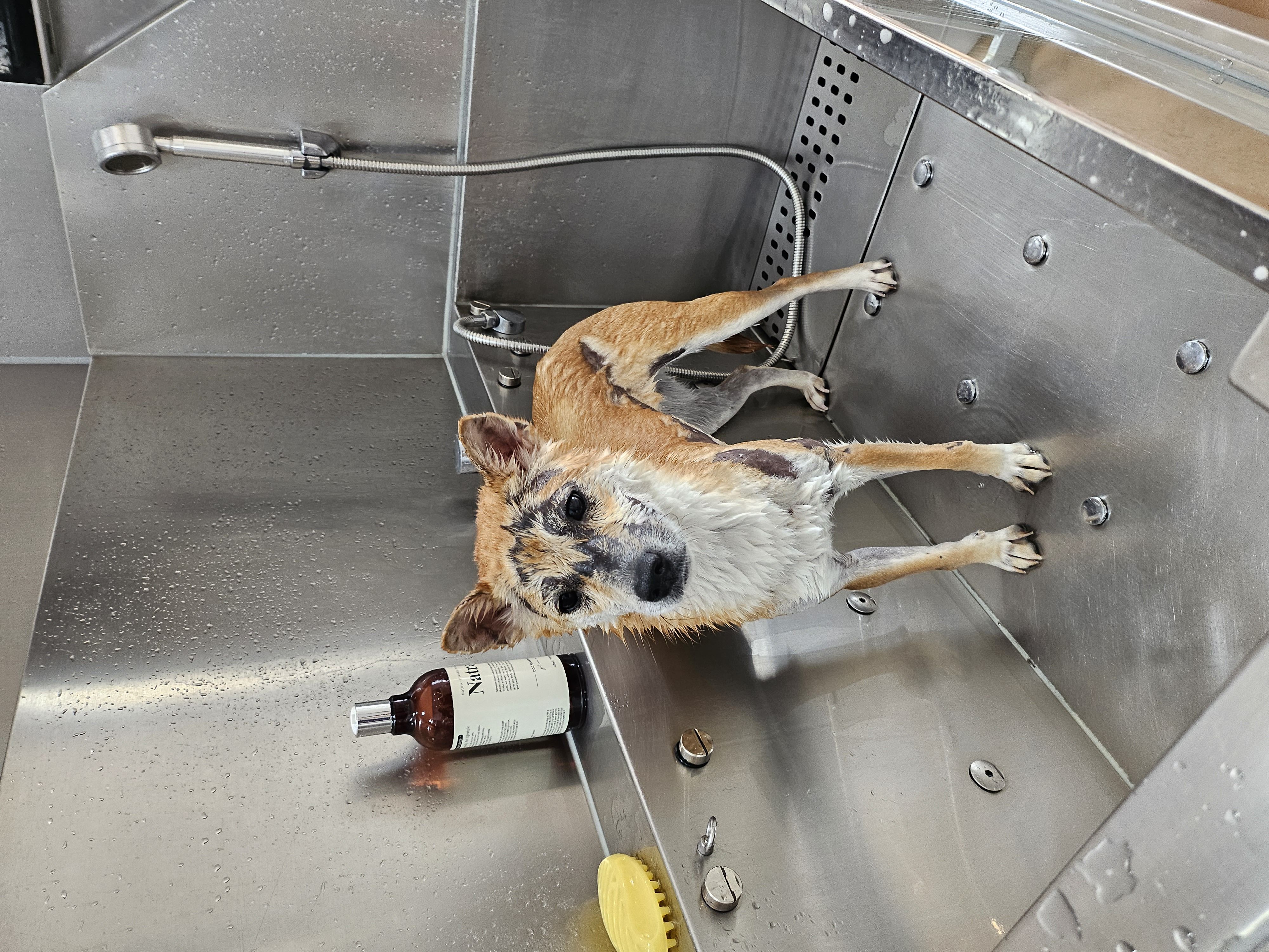 이솔이 임보 한 달 차 보고!