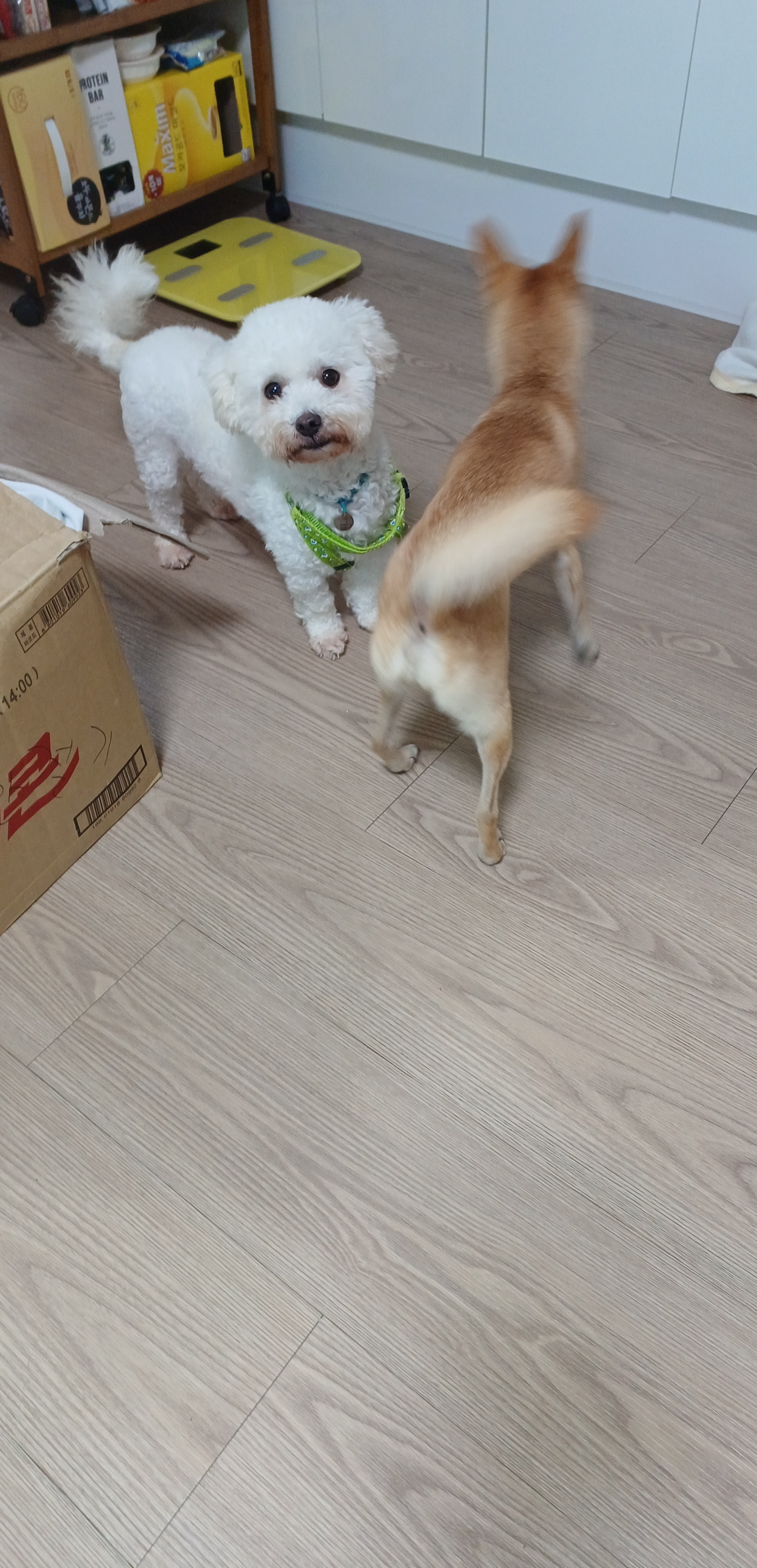 숑숑이의 임보 일주일 이야기~^^~