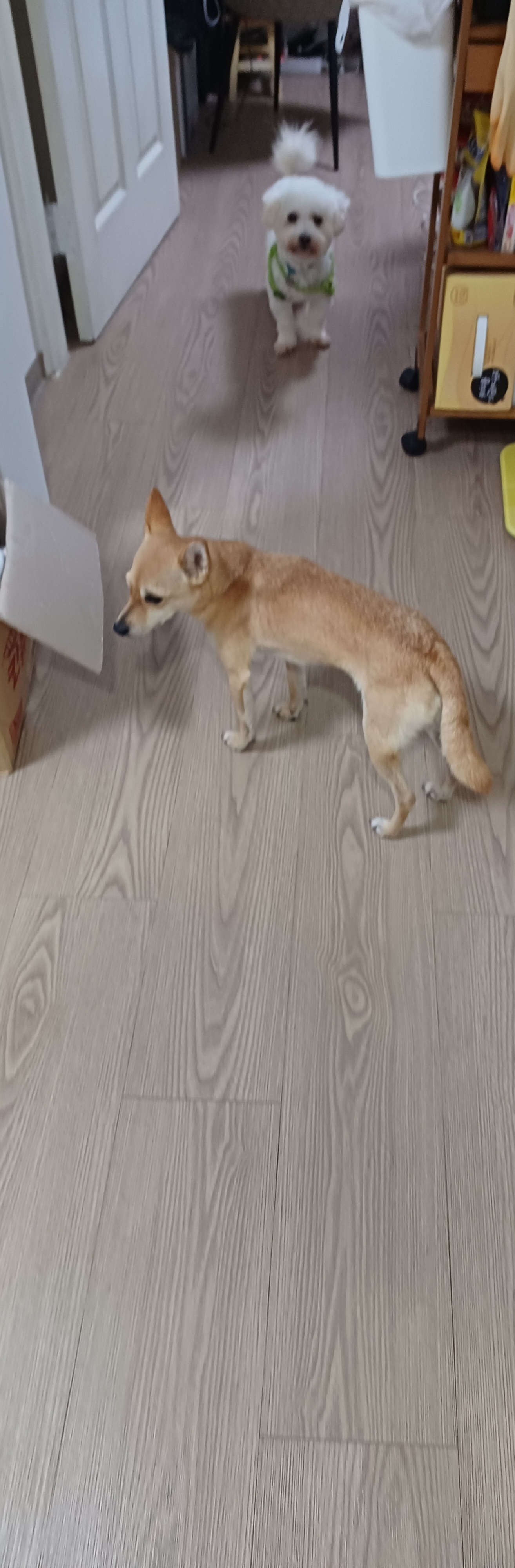 숑숑이의 임보 일주일 이야기~^^~