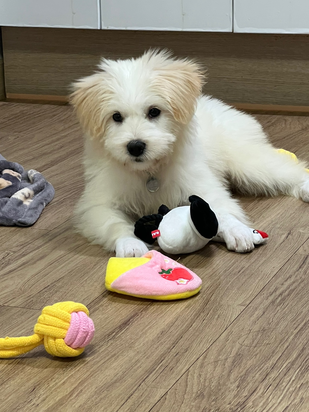 다은이(은빛이) 입양 후 7일간 이야기