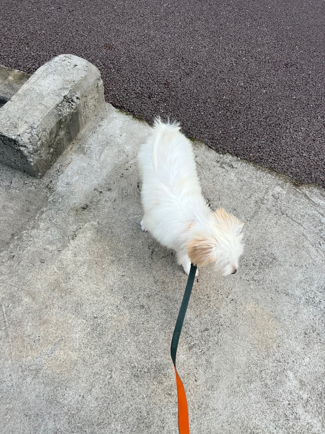 다은이(은빛이) 입양 후 7일간 이야기