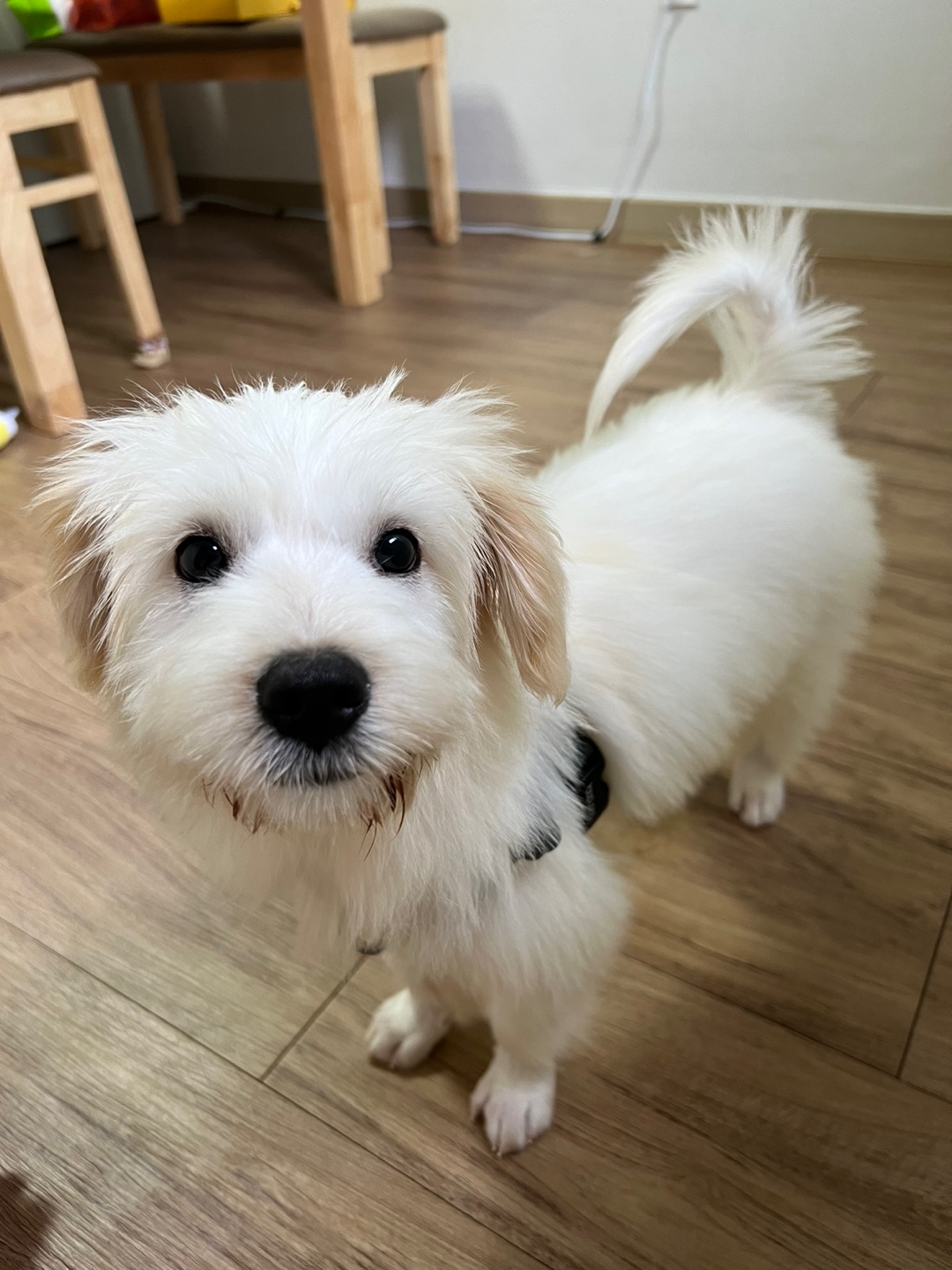 다은이(은빛이) 입양 후 7일간 이야기