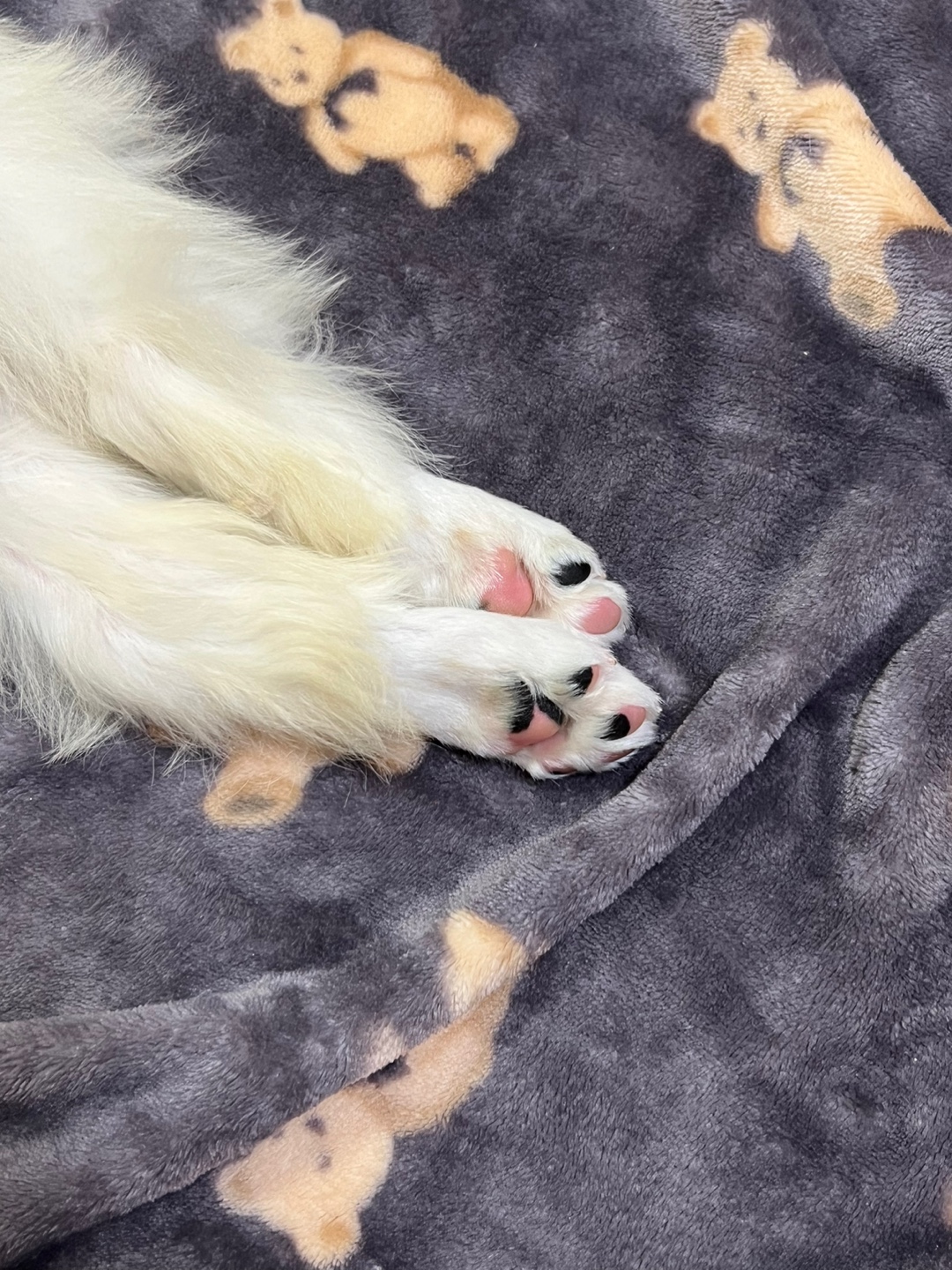 다은이(은빛이) 입양 후 7일간 이야기