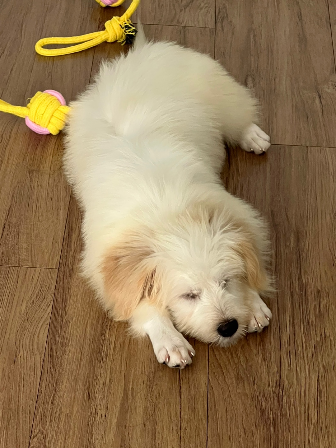 다은이(은빛이) 입양 후 7일간 이야기