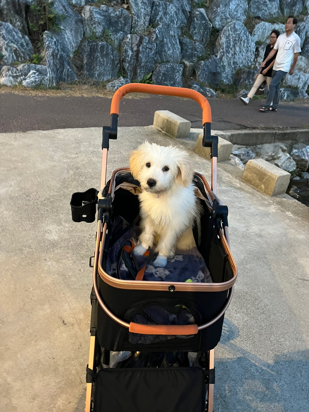 다은이(은빛이) 입양 후 7일간 이야기