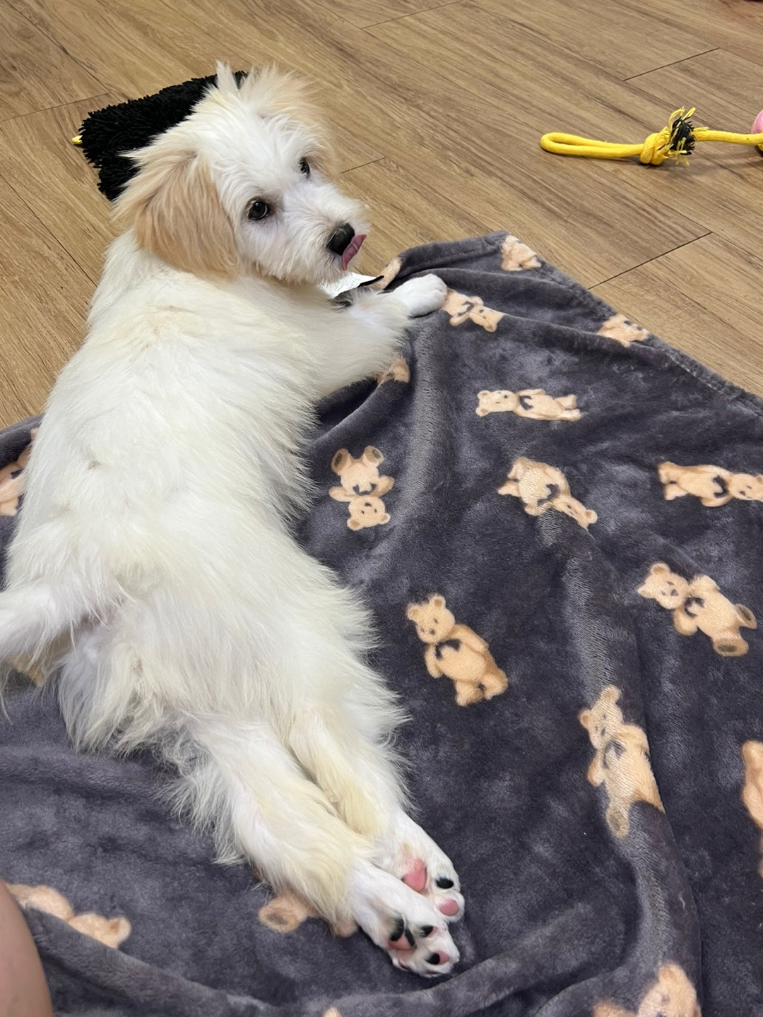 다은이(은빛이) 입양 후 7일간 이야기