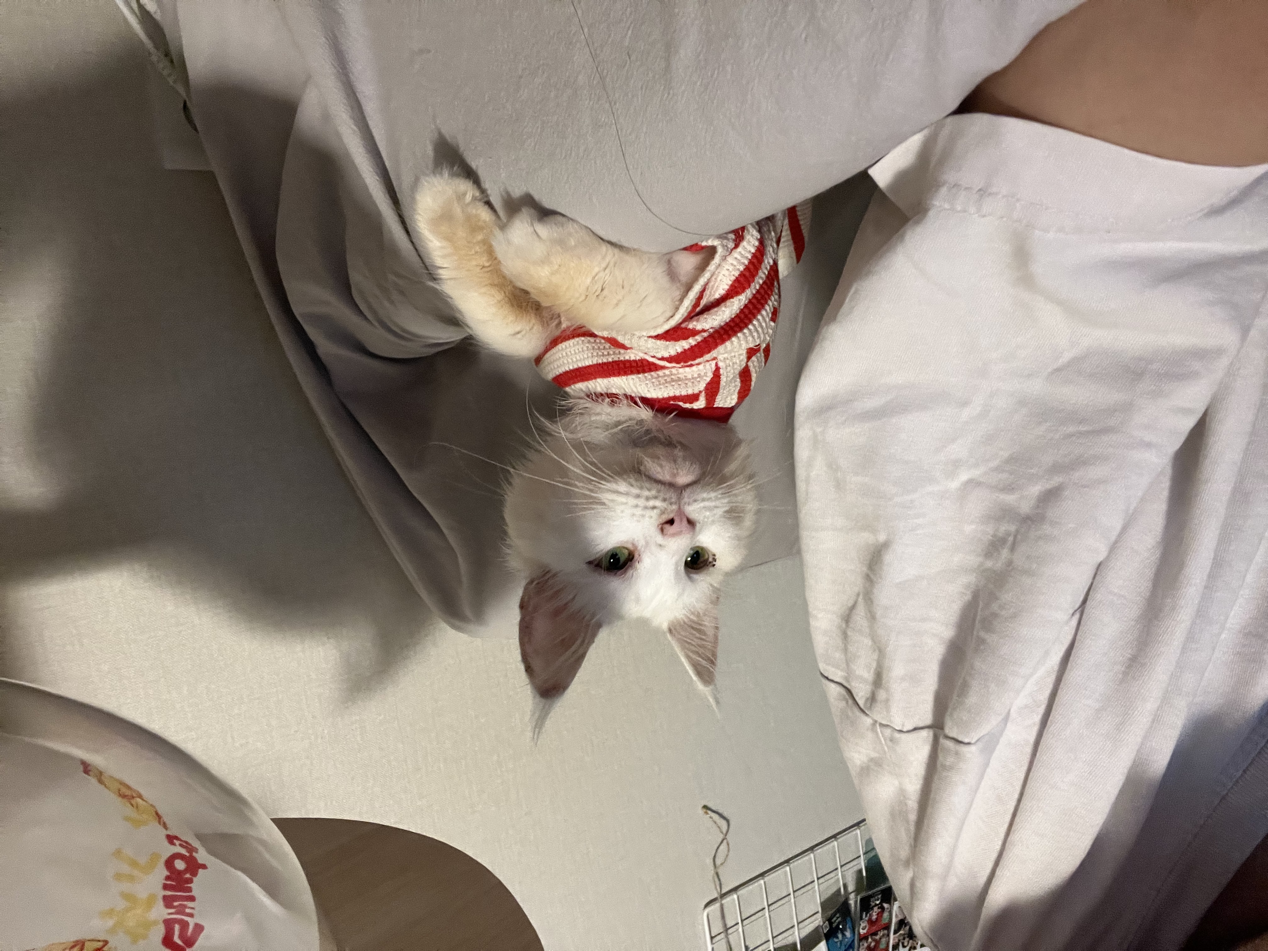 쟈냐(동자연 이순이) 입양 일주일째 이야기