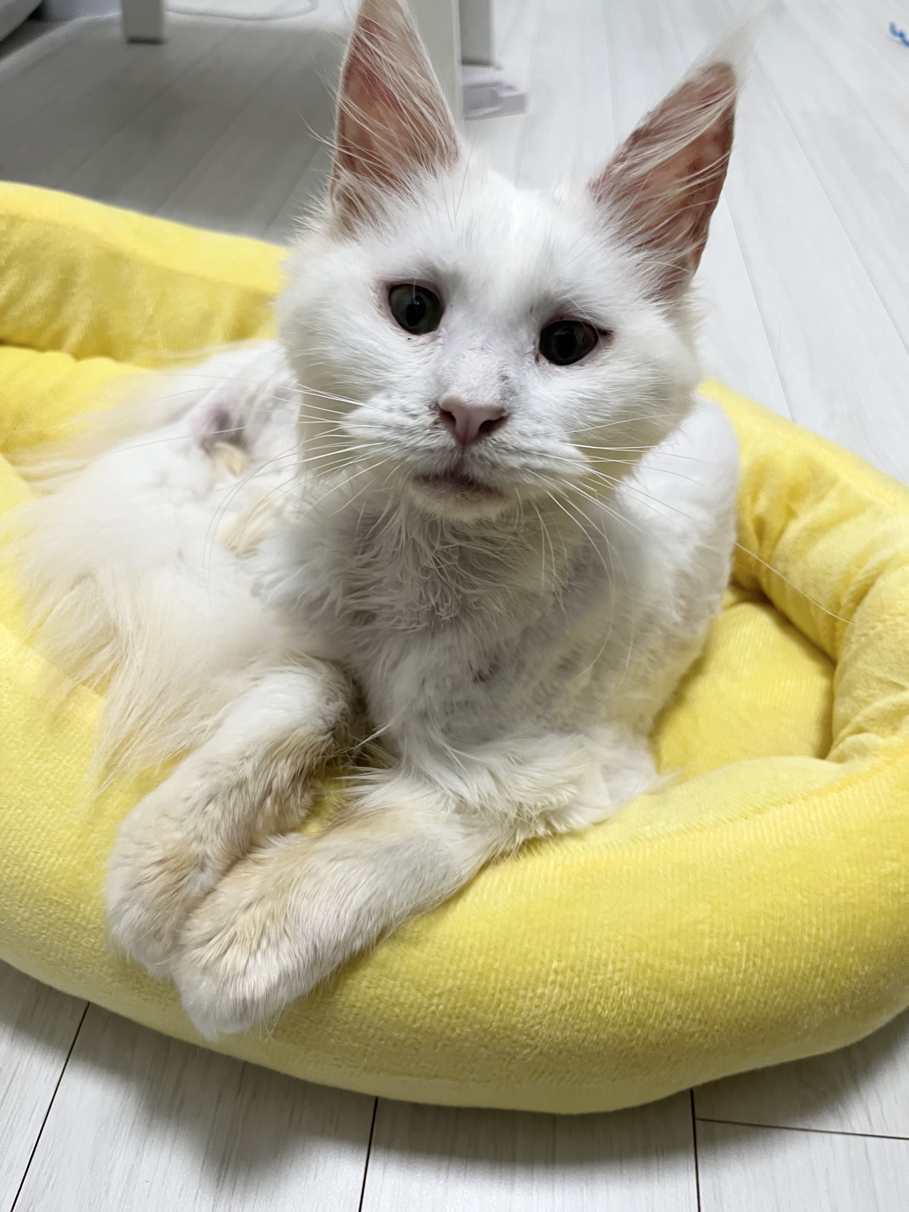 쟈냐(동자연 이순이) 입양 일주일째 이야기