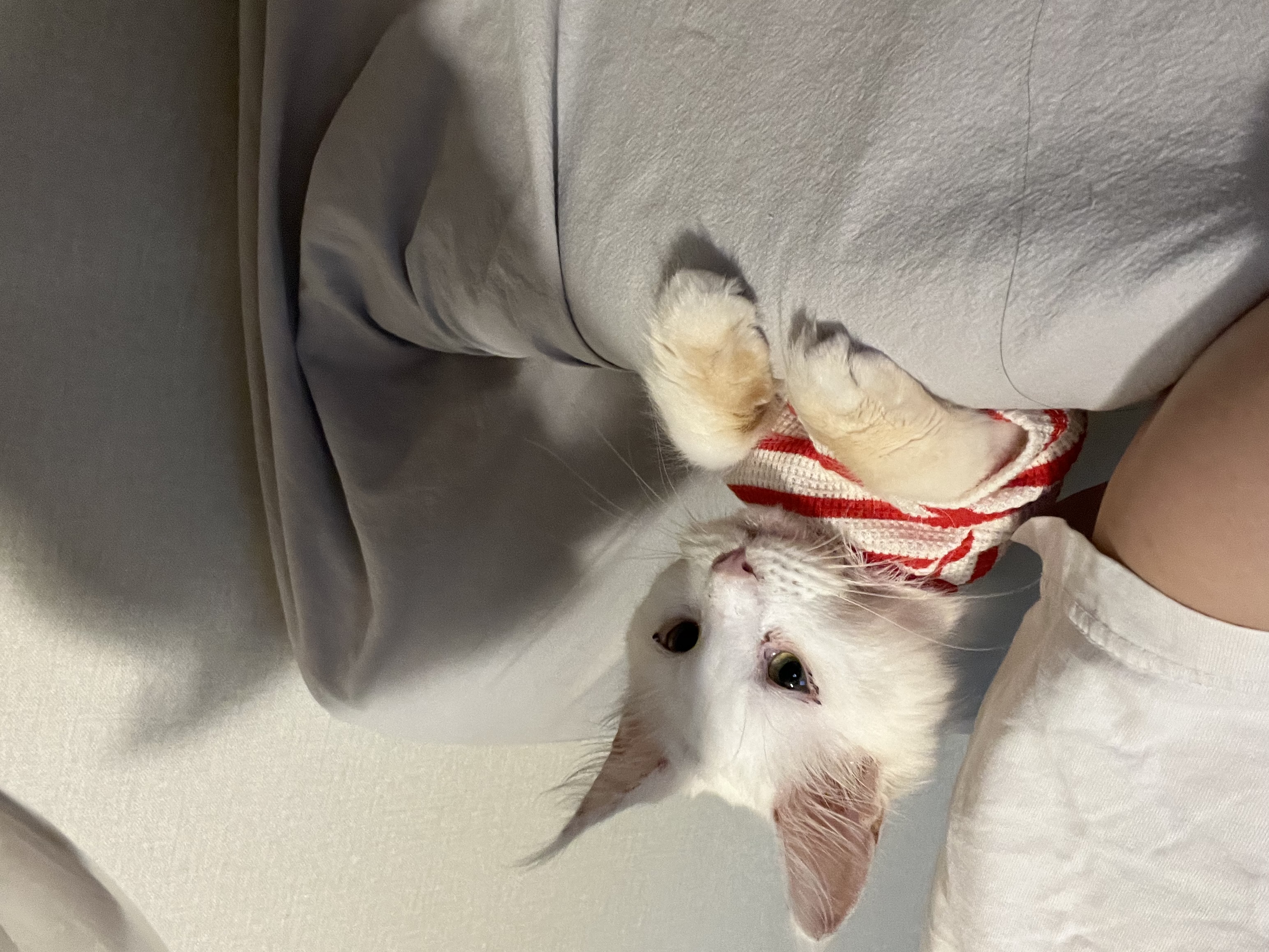 쟈냐(동자연 이순이) 입양 일주일째 이야기