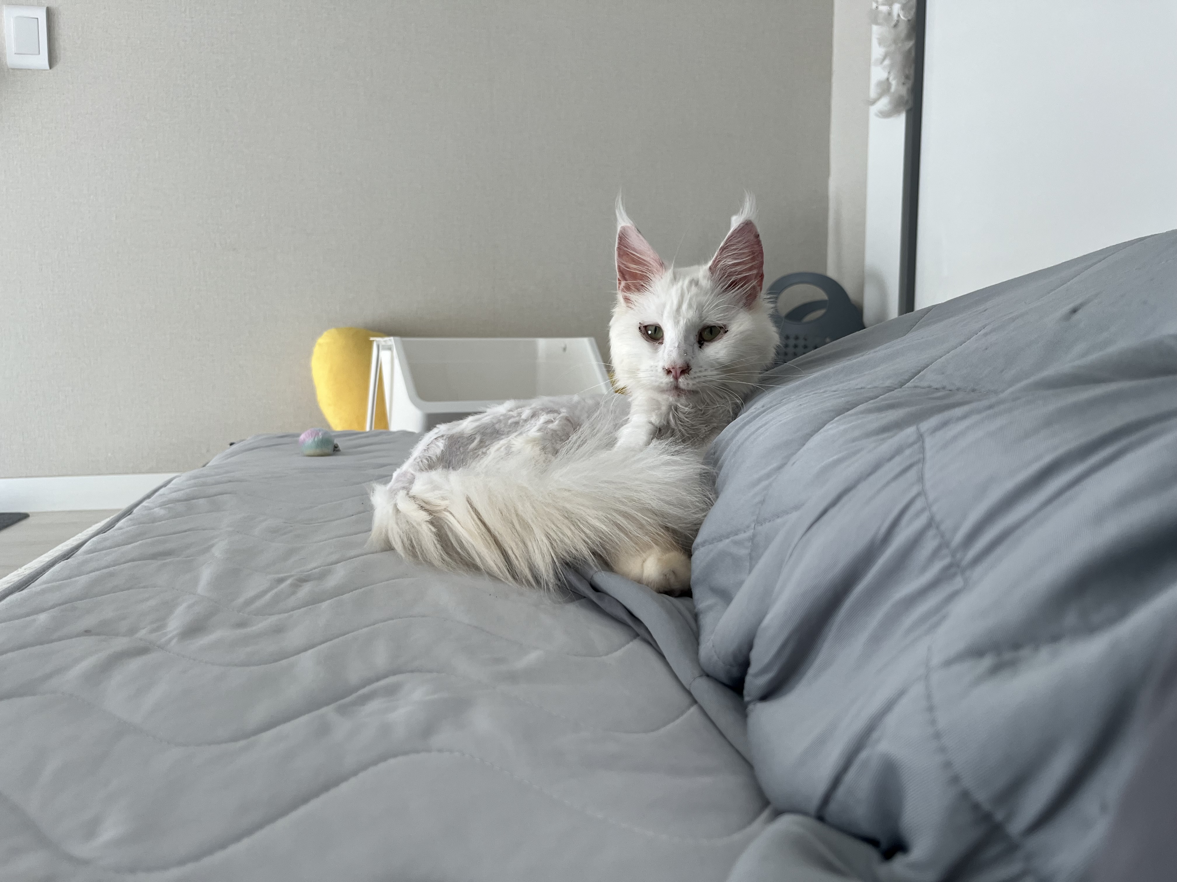 쟈냐(동자연 이순이) 입양 일주일째 이야기