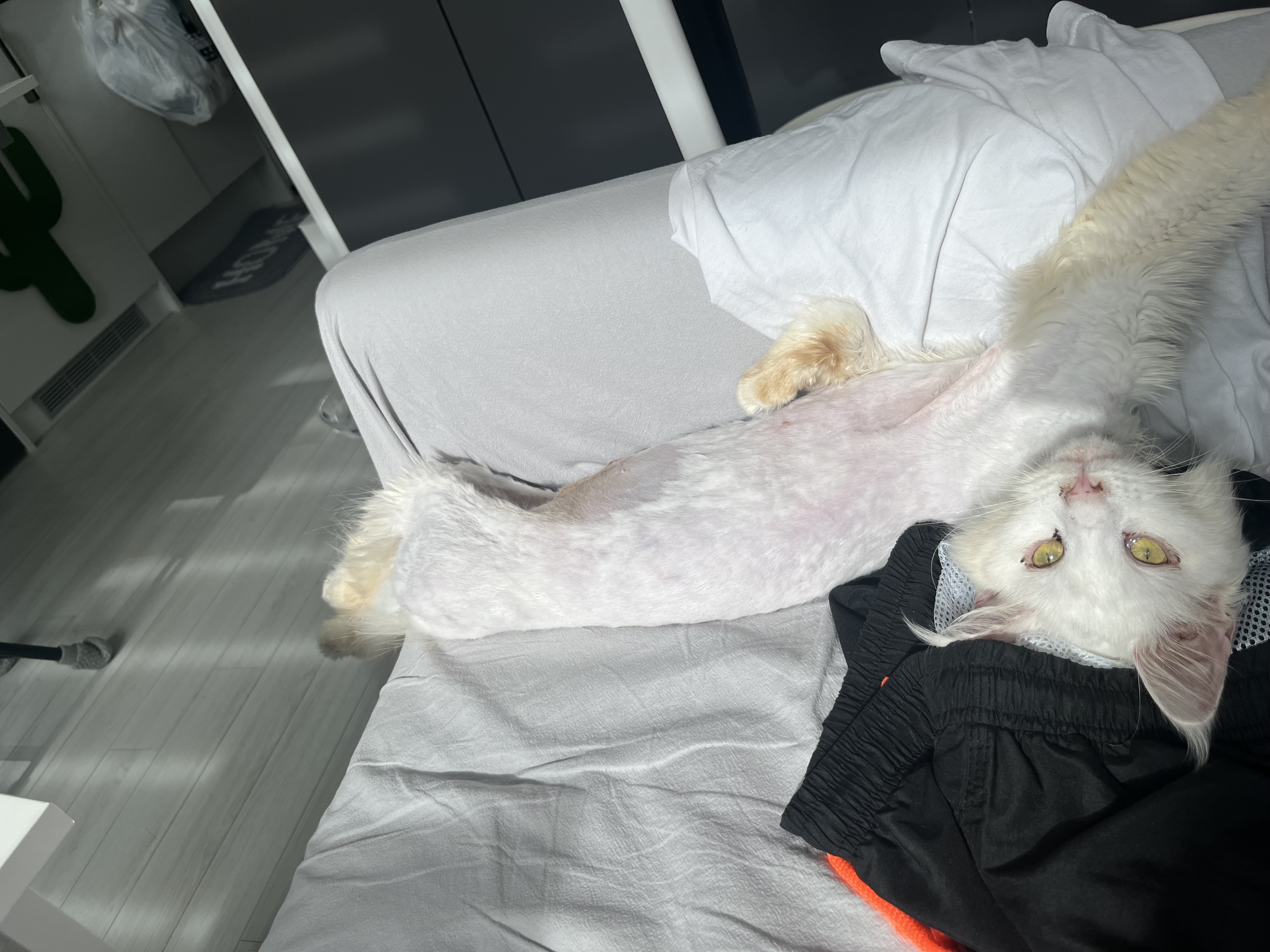 쟈냐(동자연 이순이) 입양 일주일째 이야기