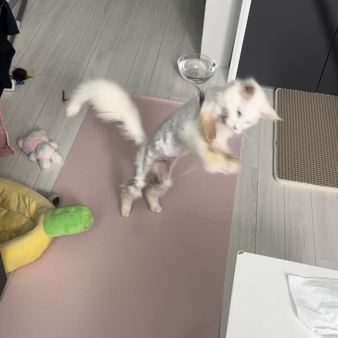 쟈냐(동자연 이순이) 입양 일주일째 이야기