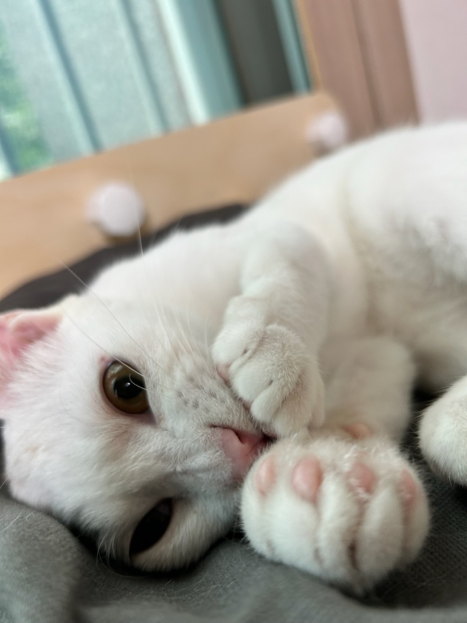 다윈이와의 한 달