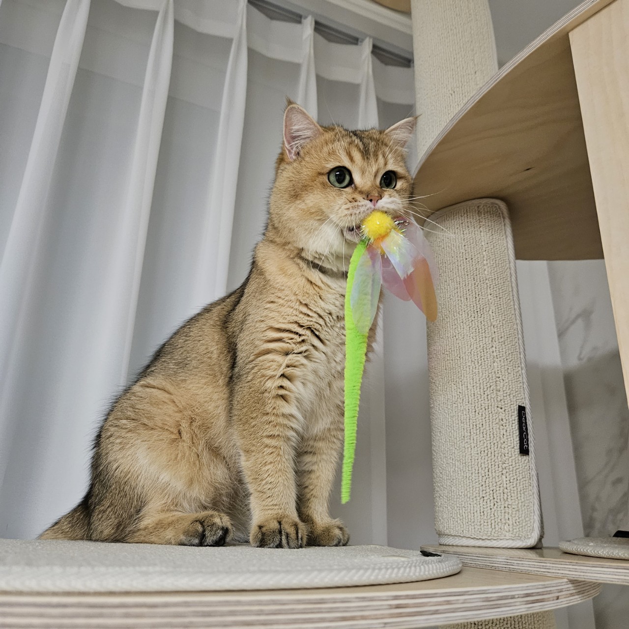 두부에서 마루로! 마루 입양 한달차 이야기 입니다~