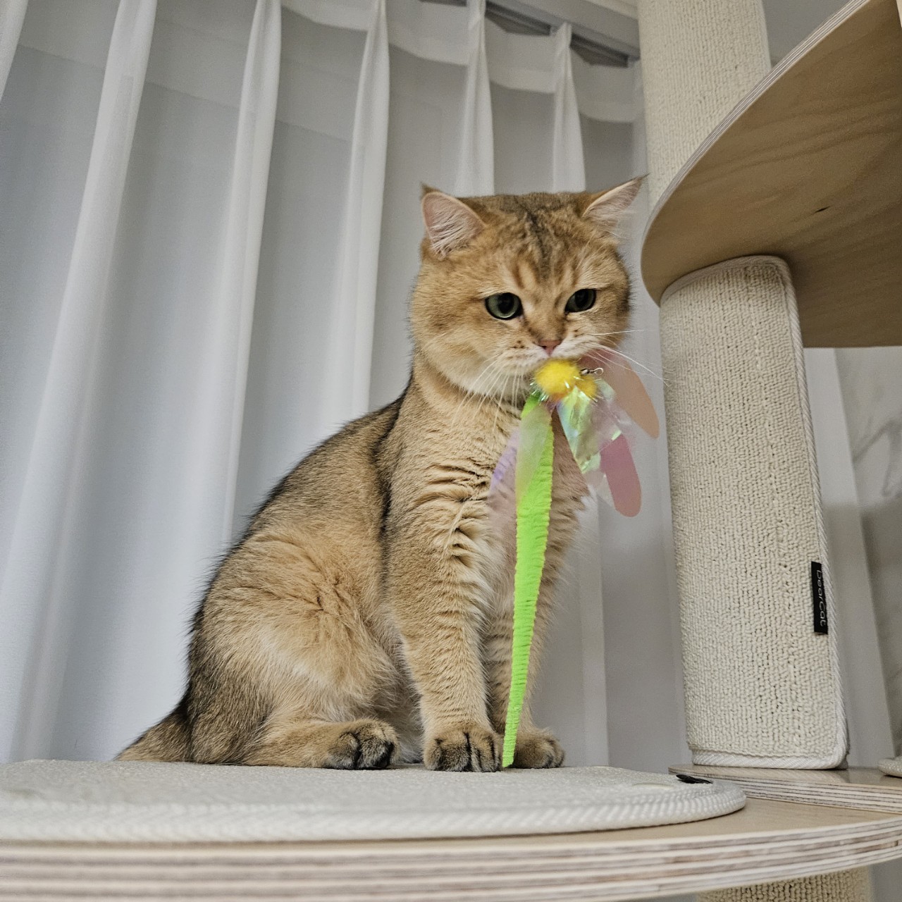 두부에서 마루로! 마루 입양 한달차 이야기 입니다~