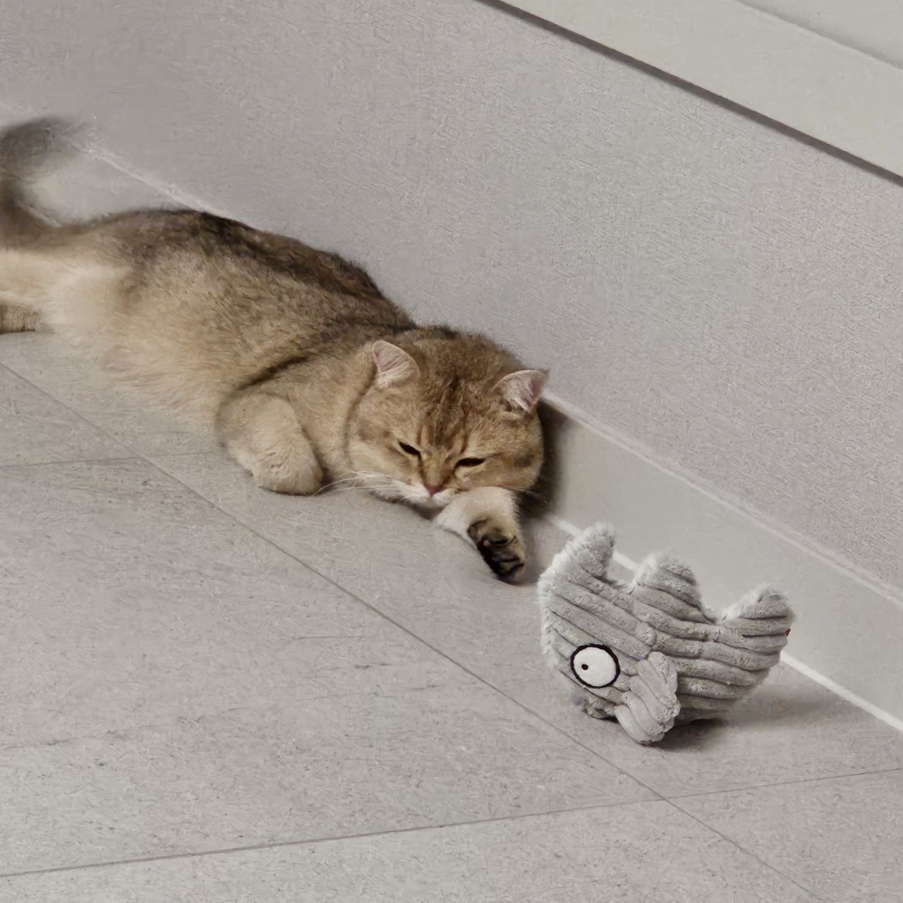 두부에서 마루로! 마루 입양 한달차 이야기 입니다~