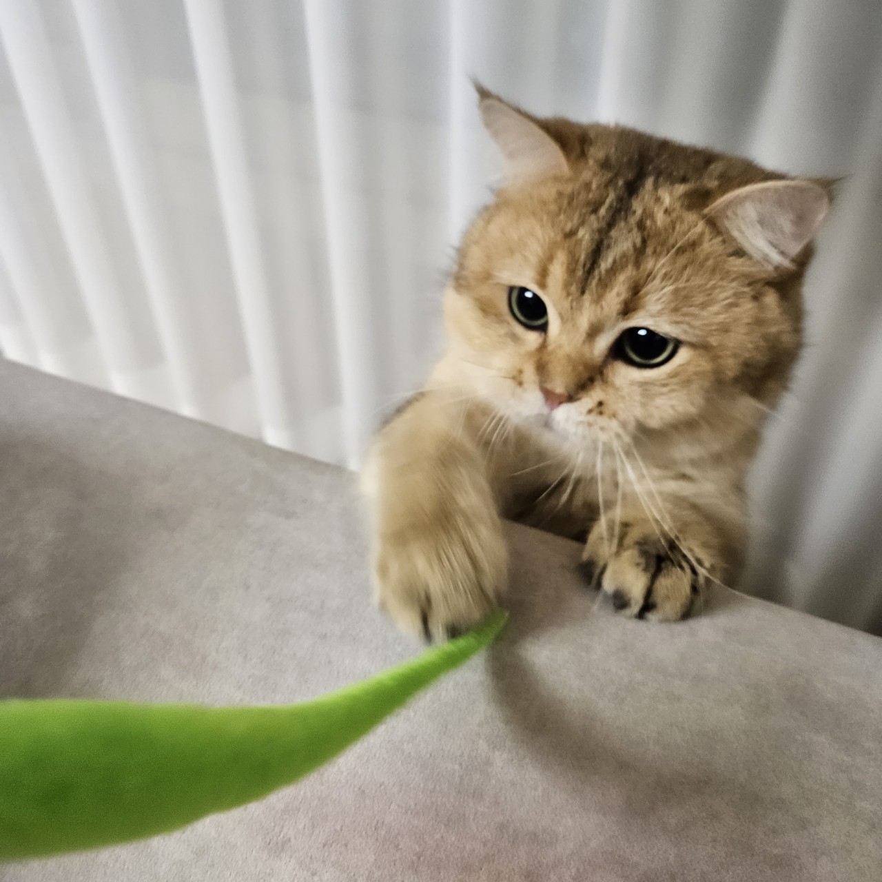 두부에서 마루로! 마루 입양 한달차 이야기 입니다~