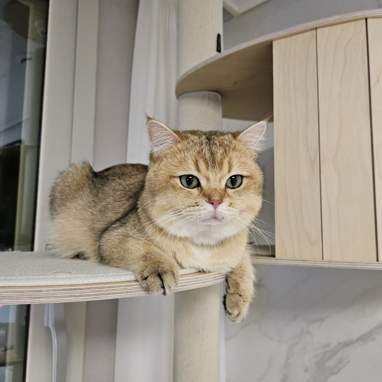 두부에서 마루로! 마루 입양 한달차 이야기 입니다~