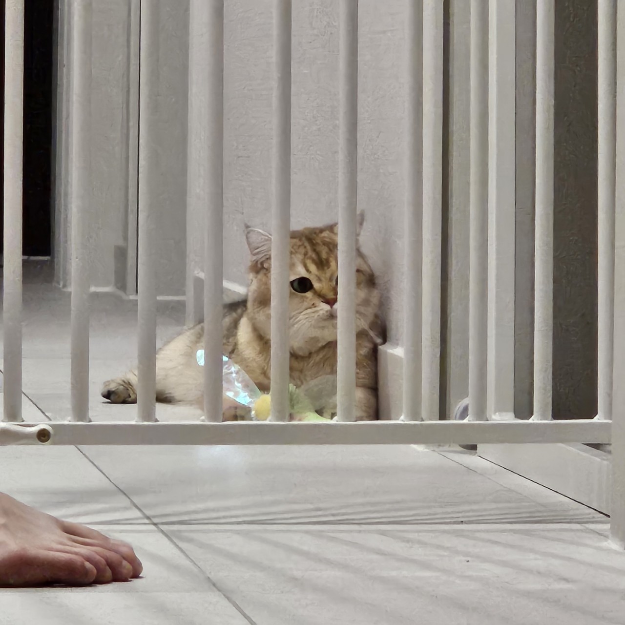 두부에서 마루로! 마루 입양 한달차 이야기 입니다~