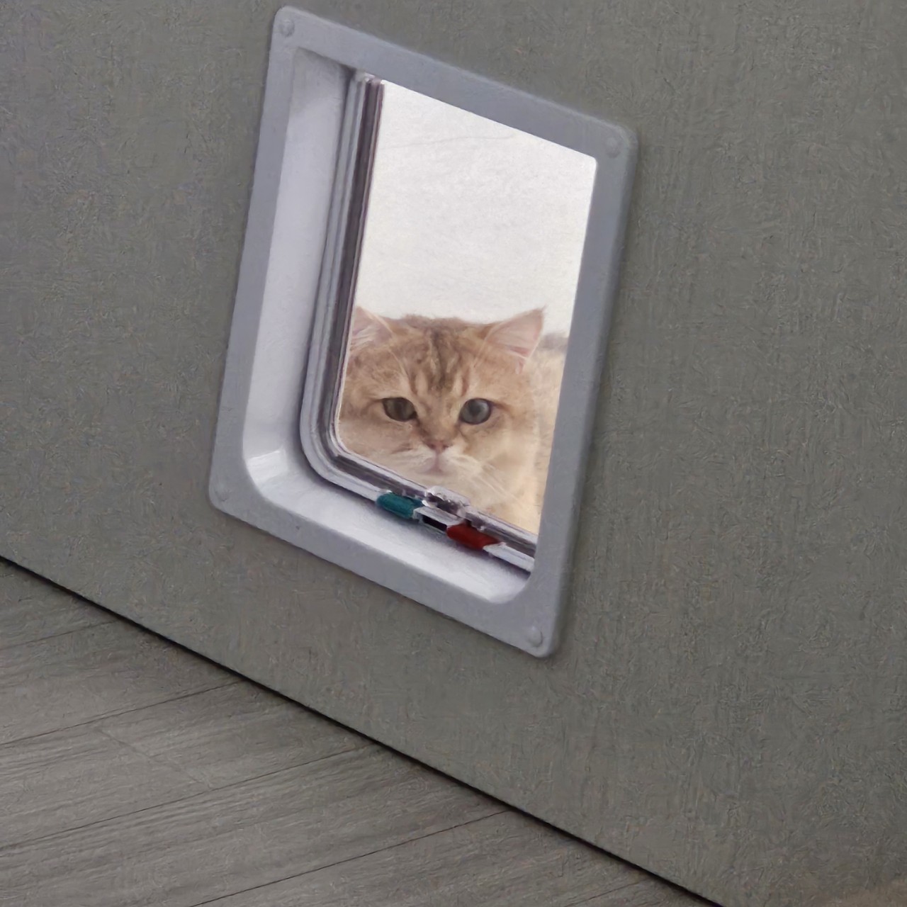 두부에서 마루로! 마루 입양 한달차 이야기 입니다~