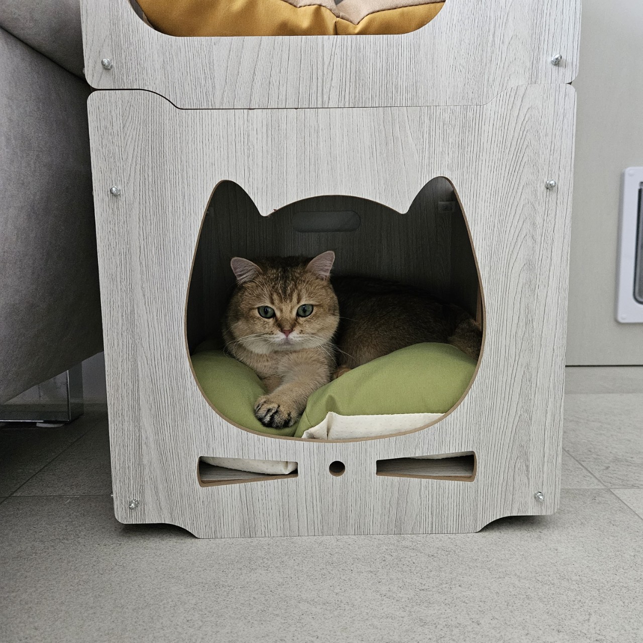 두부에서 마루로! 마루 입양 한달차 이야기 입니다~