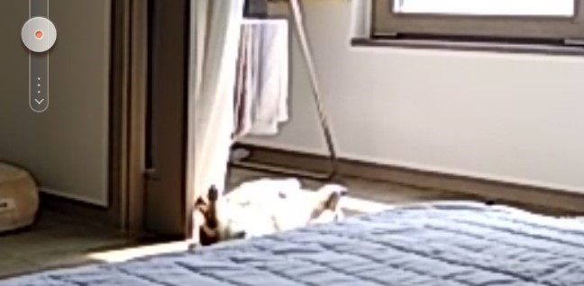 구콩이 임시보호 1주일차