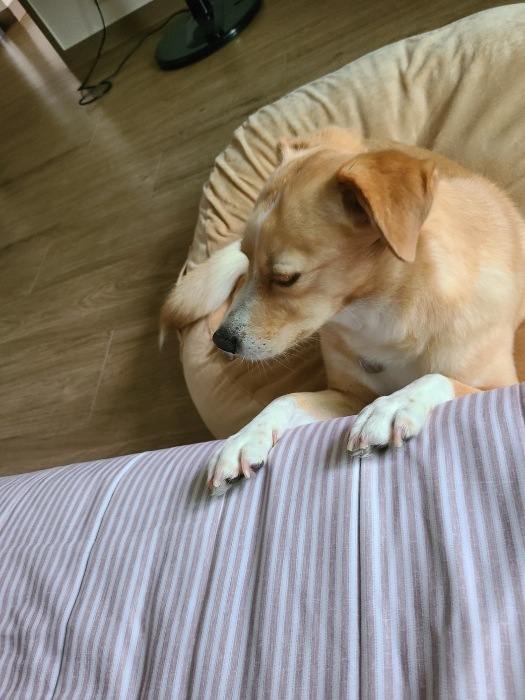 구콩이 임시보호 1주일차