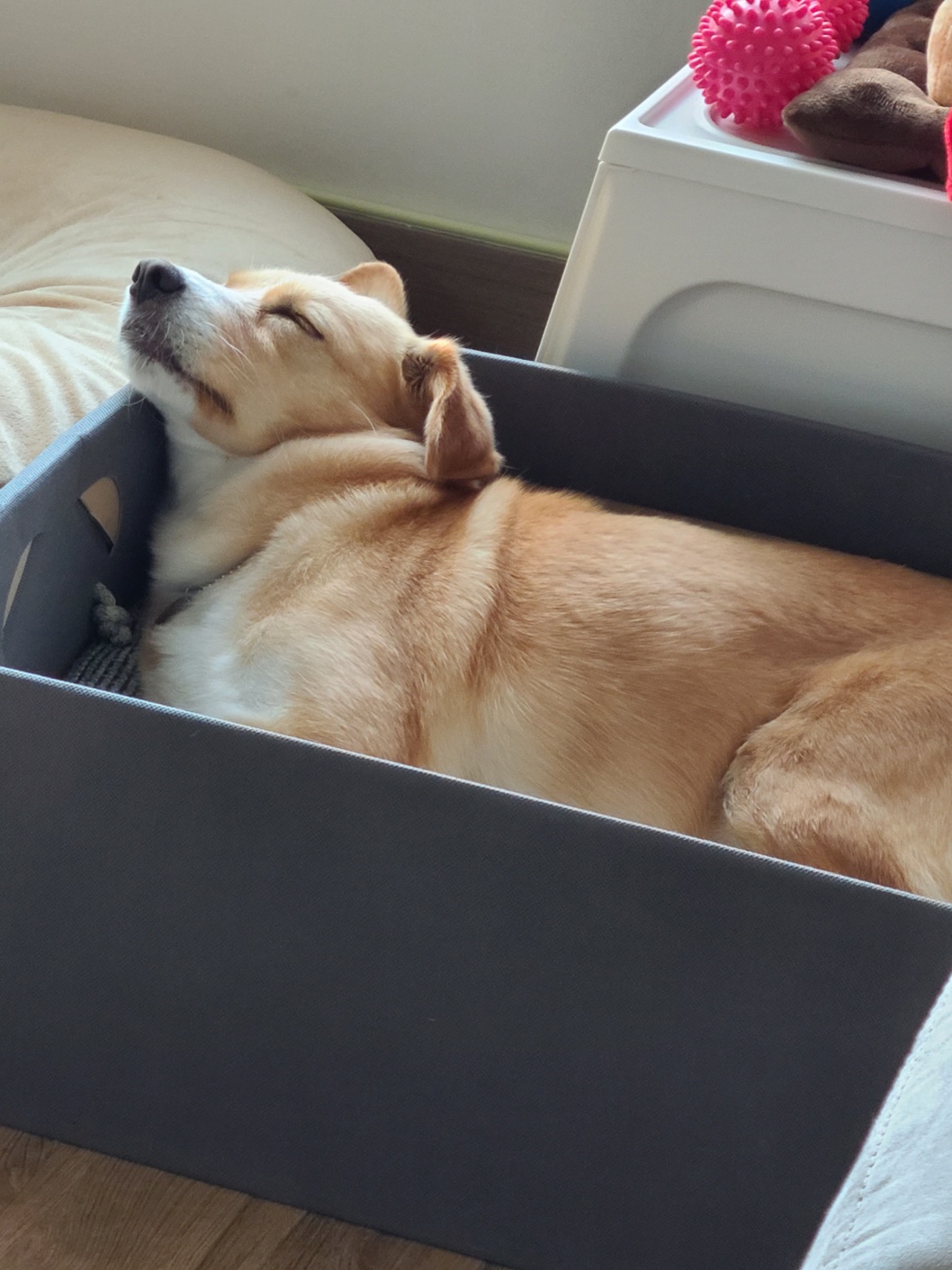 구콩이 임시보호 1주일차