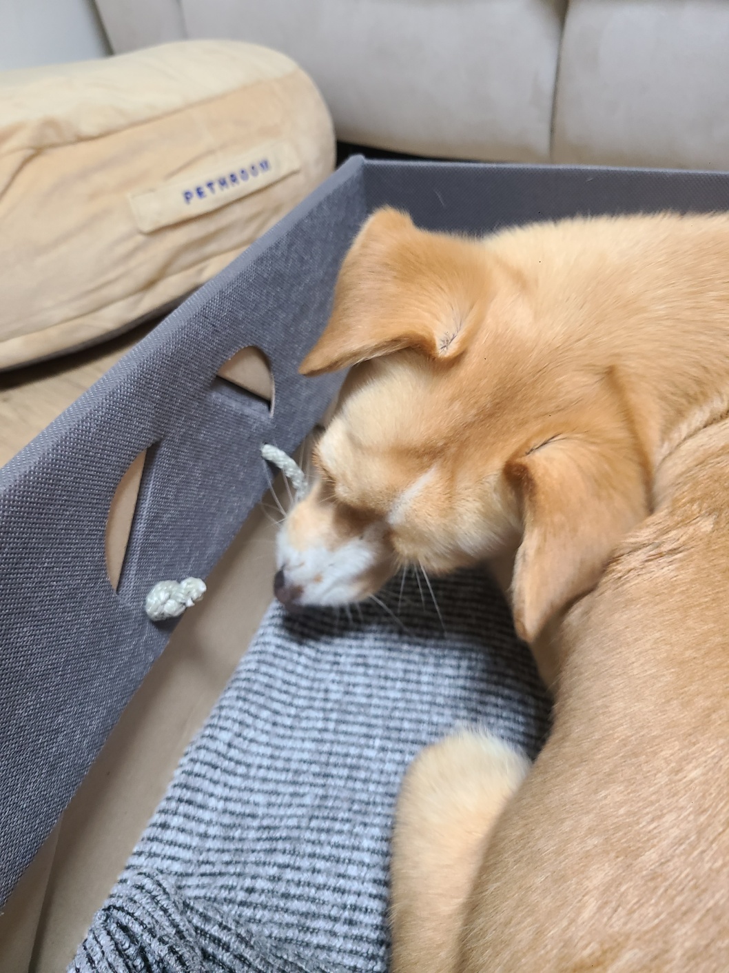 구콩이 임시보호 1주일차