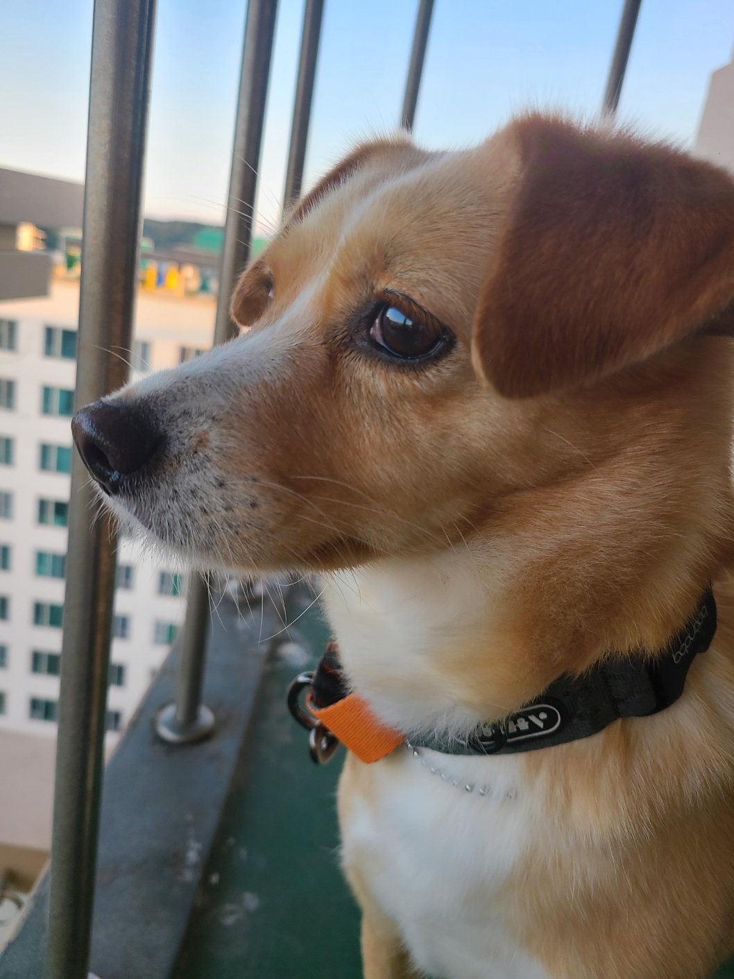 구콩이 임시보호 1주일차