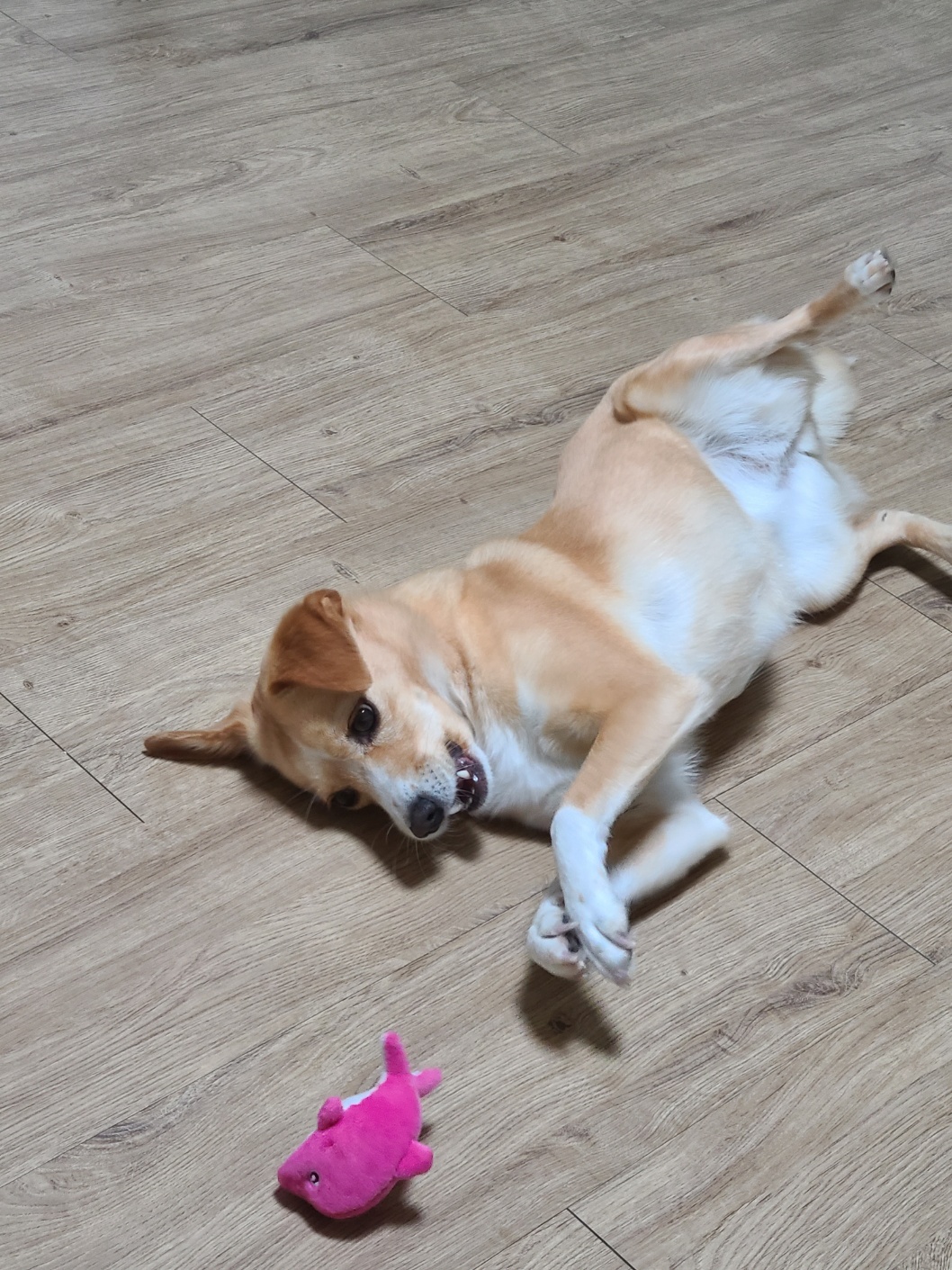 구콩이 임시보호 1주일차