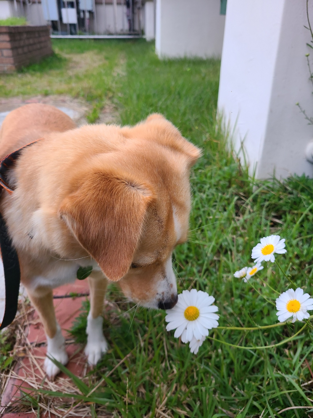 구콩이 임시보호 1주일차