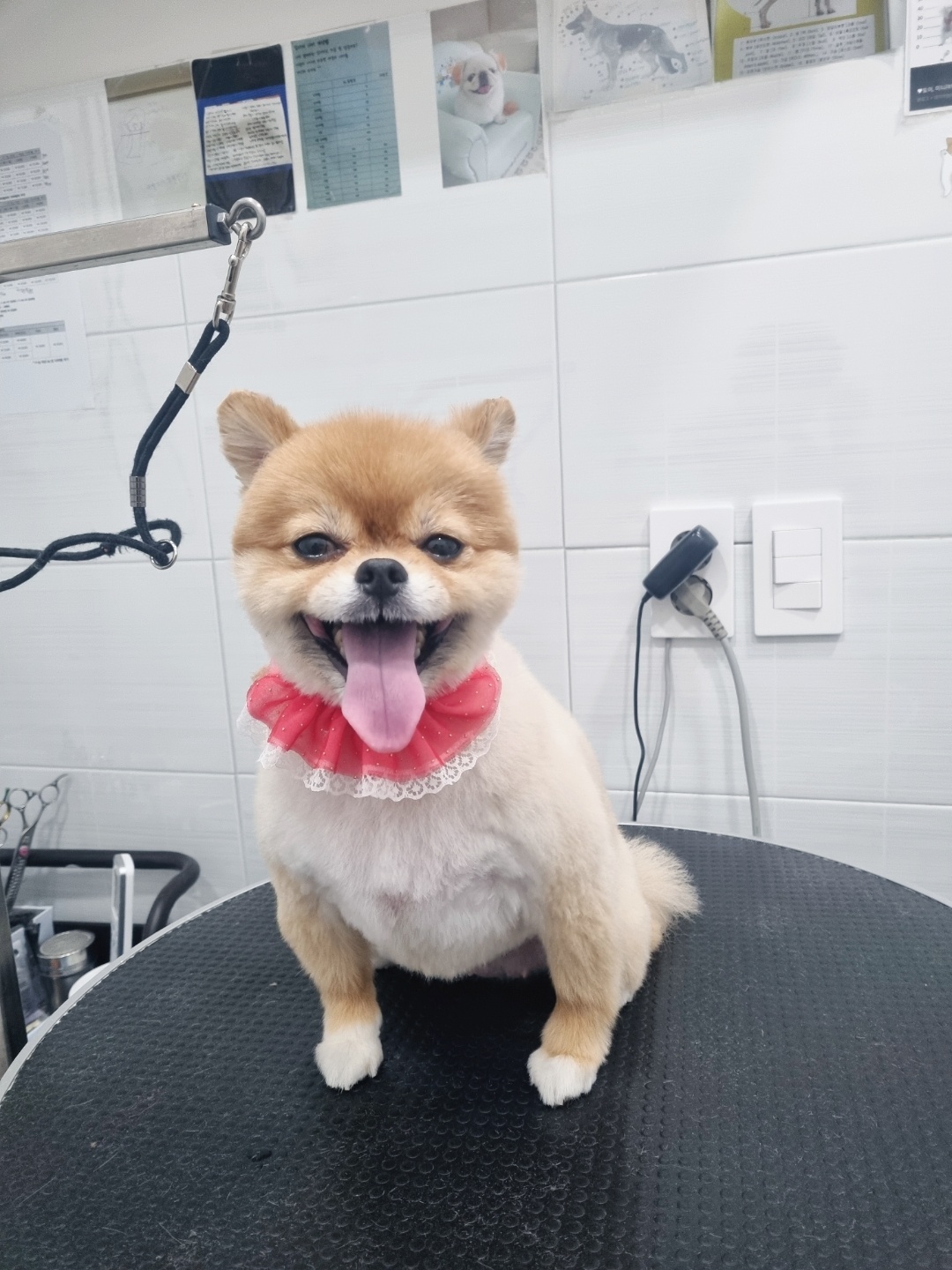 가을에 입양온 단풍이의 5년(충주 라히)