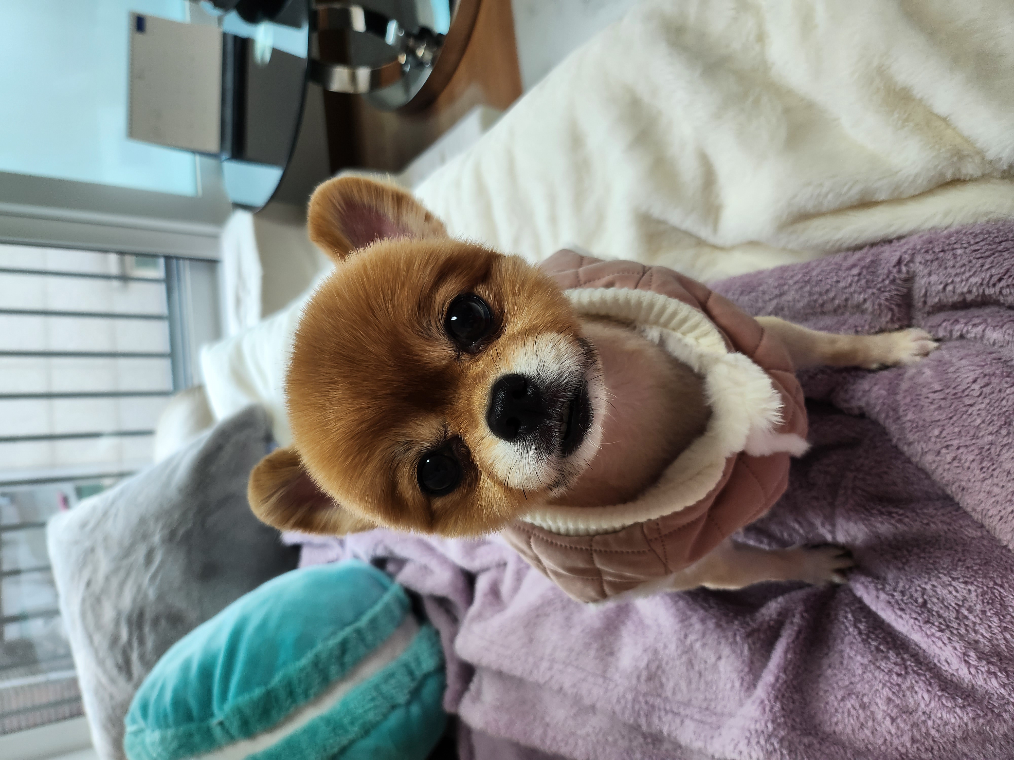 가을에 입양온 단풍이의 5년(충주 라히)