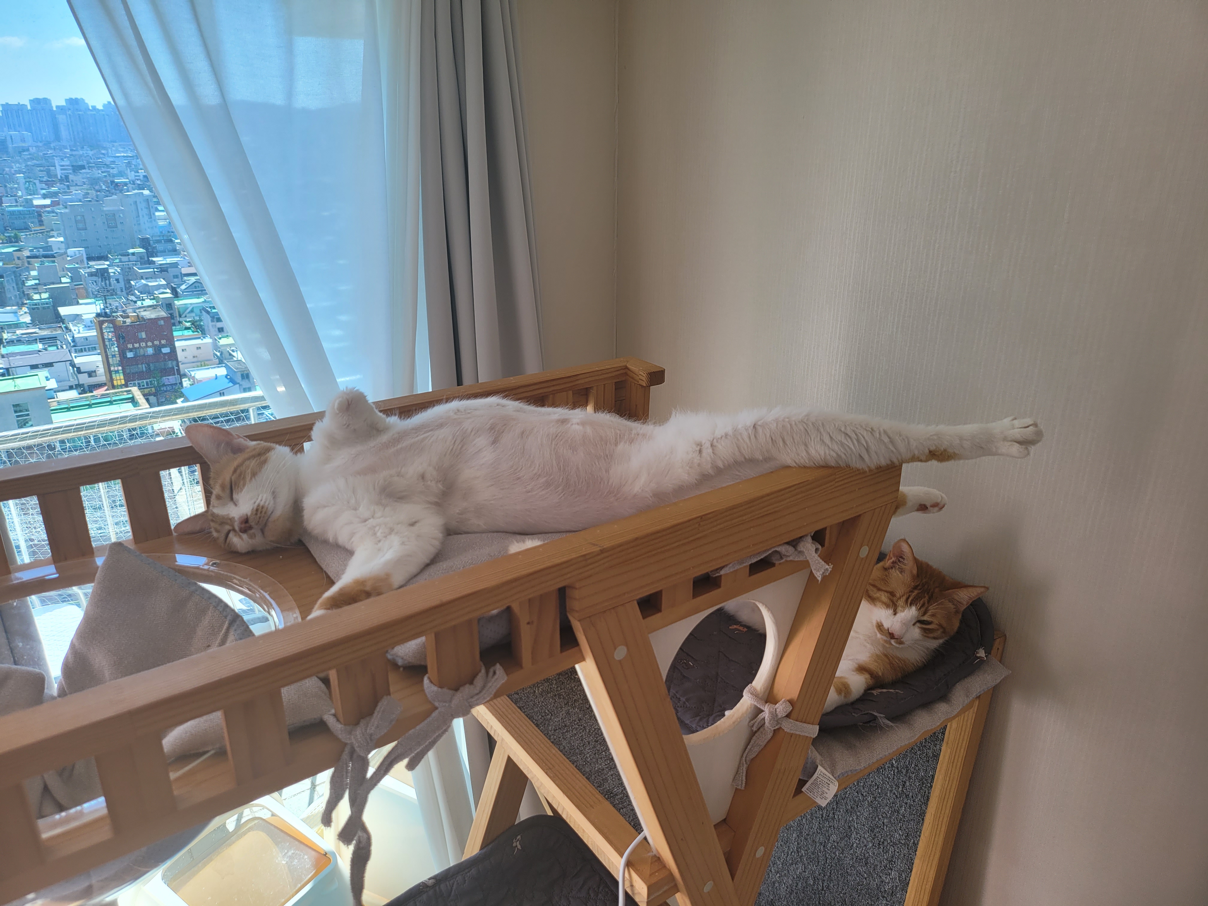 가티 (소나) 입양후기 (1년)