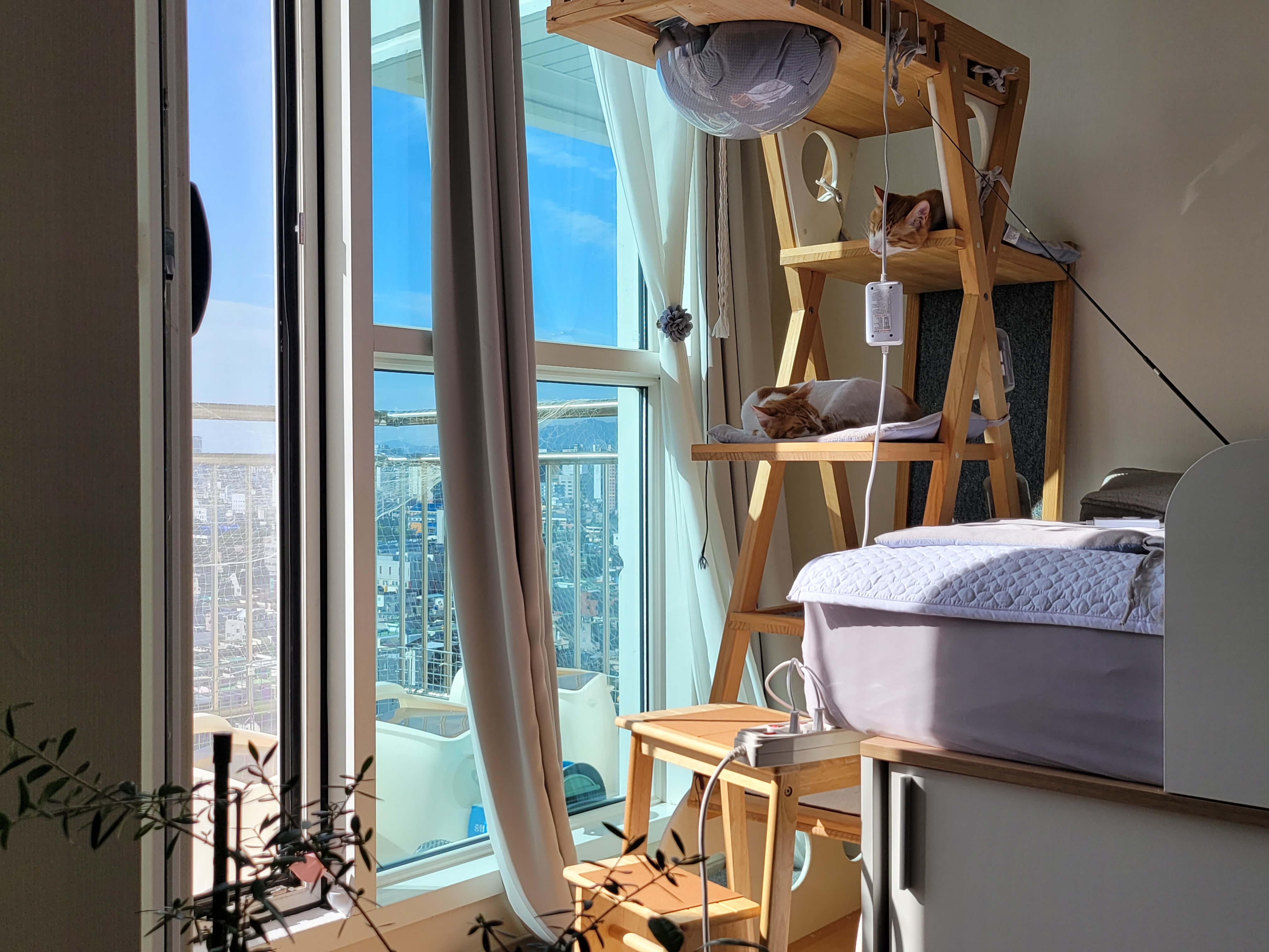 가티 (소나) 입양후기 (1년)