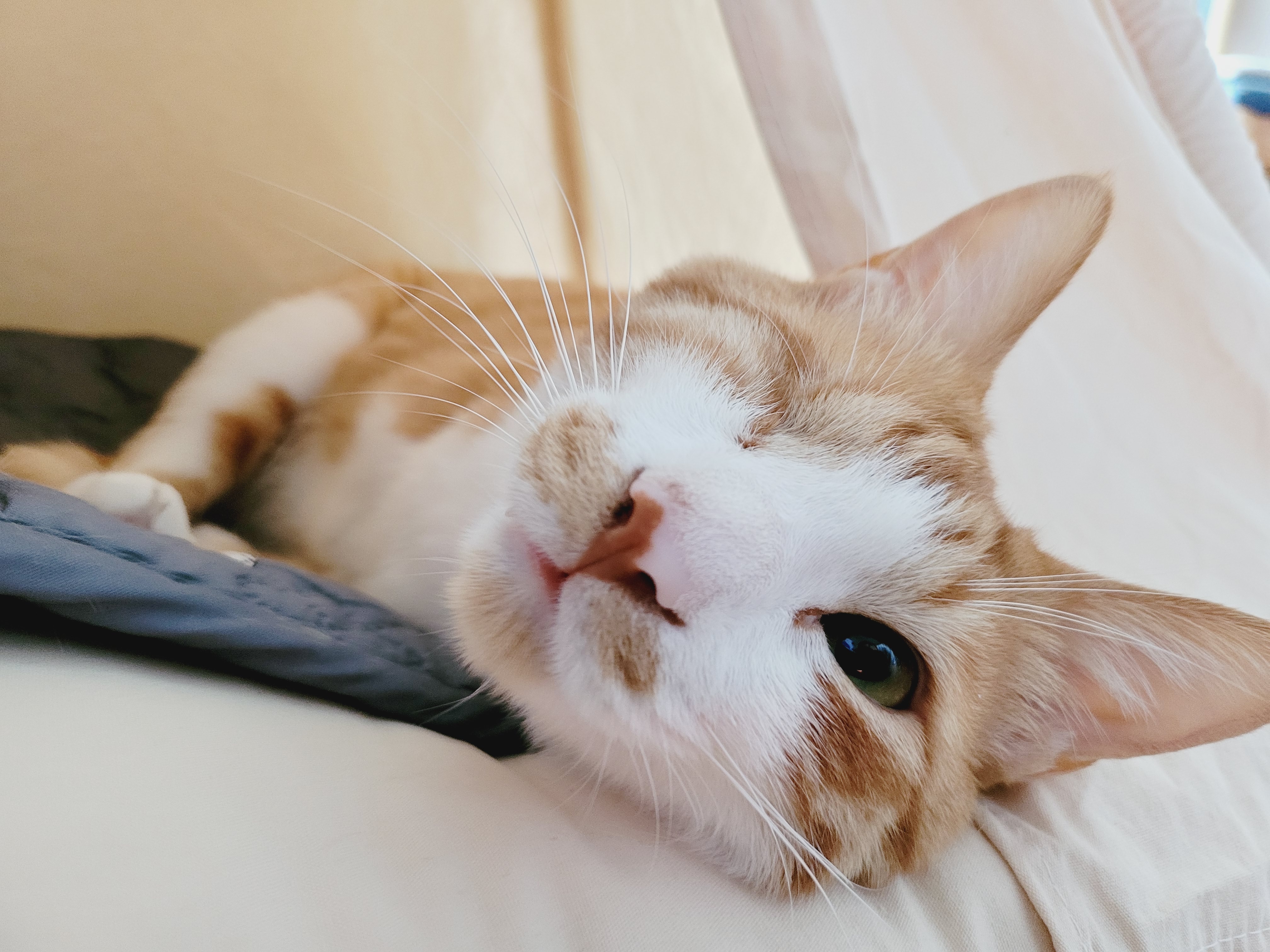 가티 (소나) 입양후기 (1년)