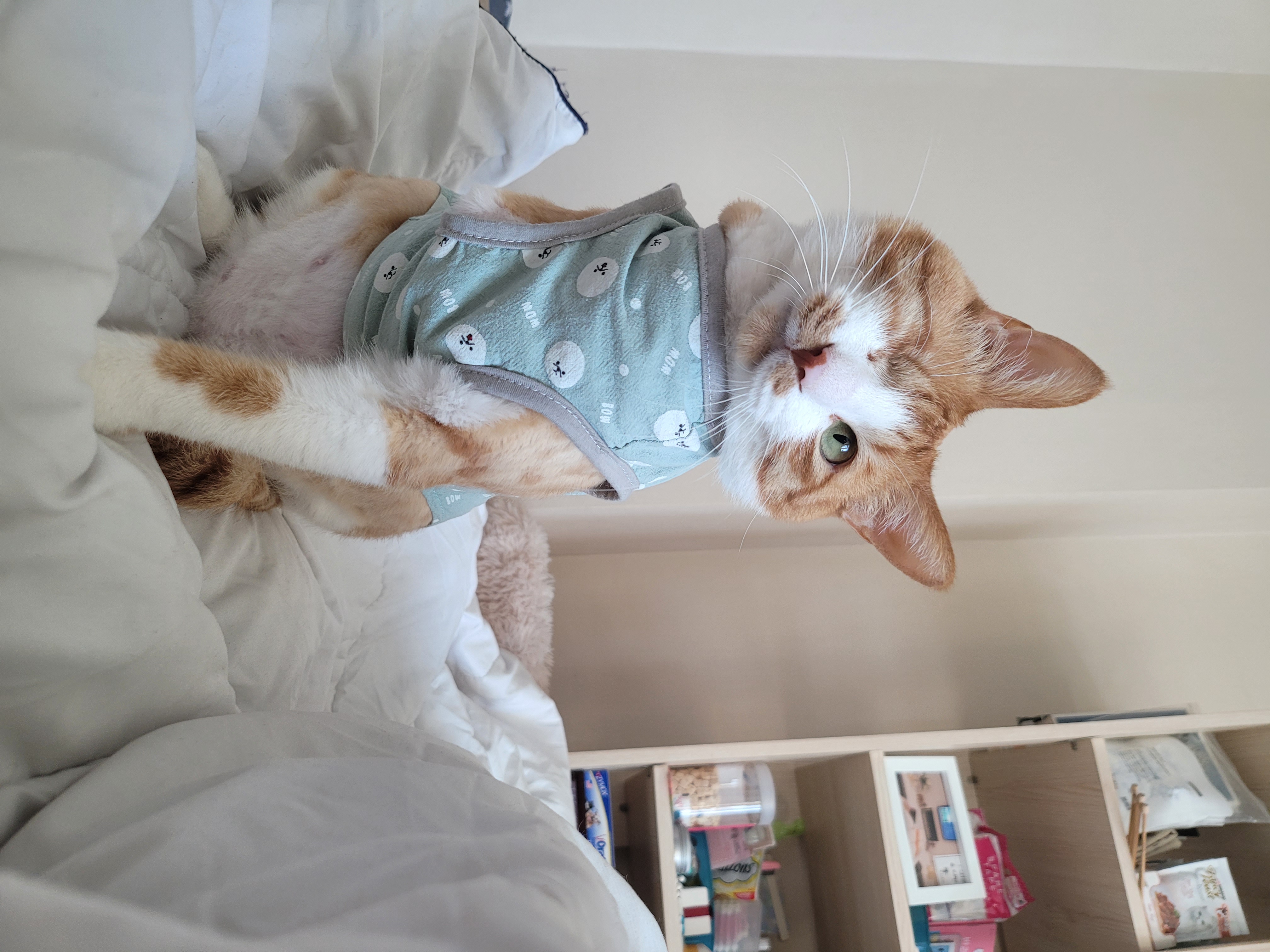 가티 (소나) 입양후기 (1년)