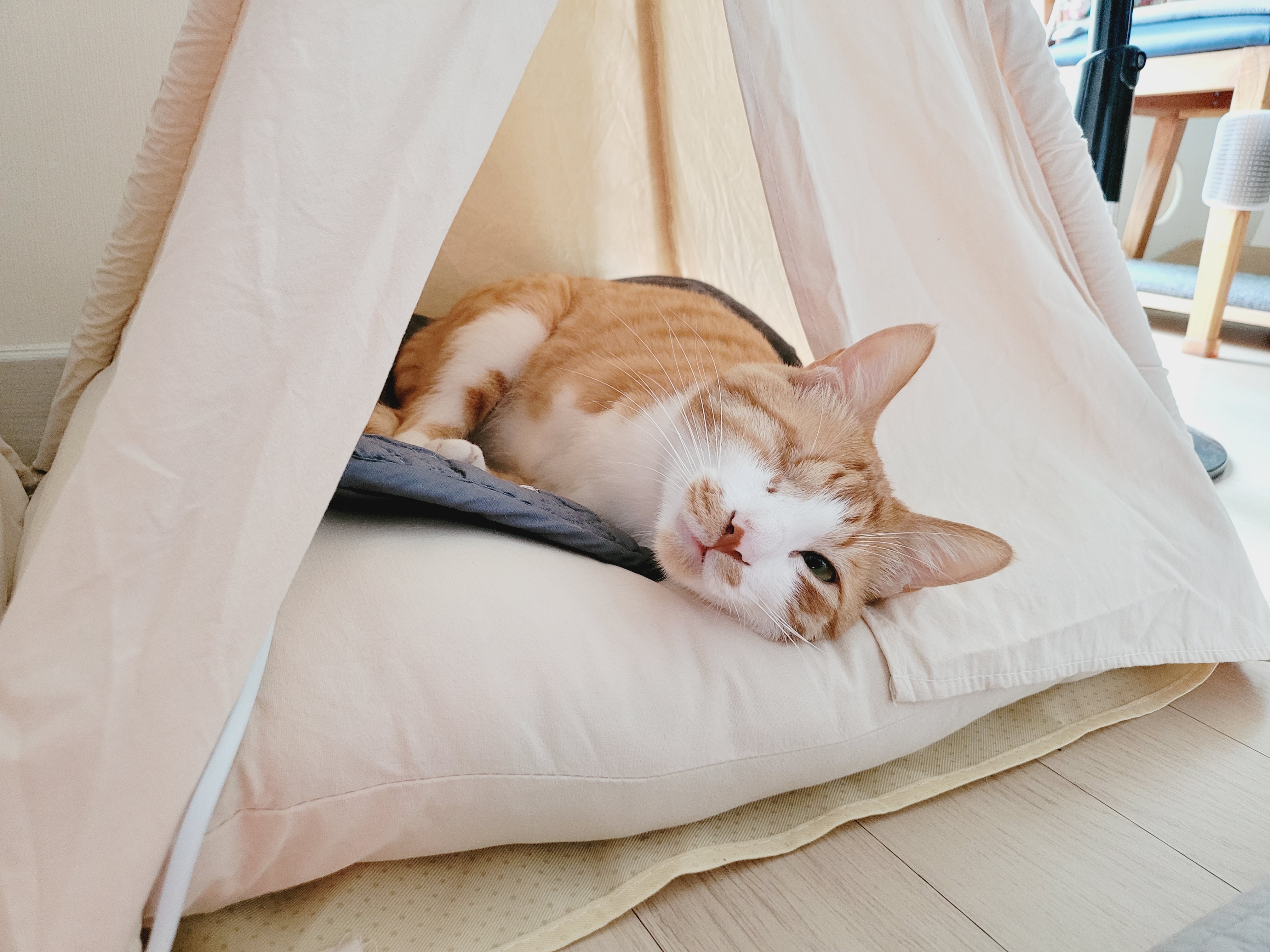 가티 (소나) 입양후기 (1년)