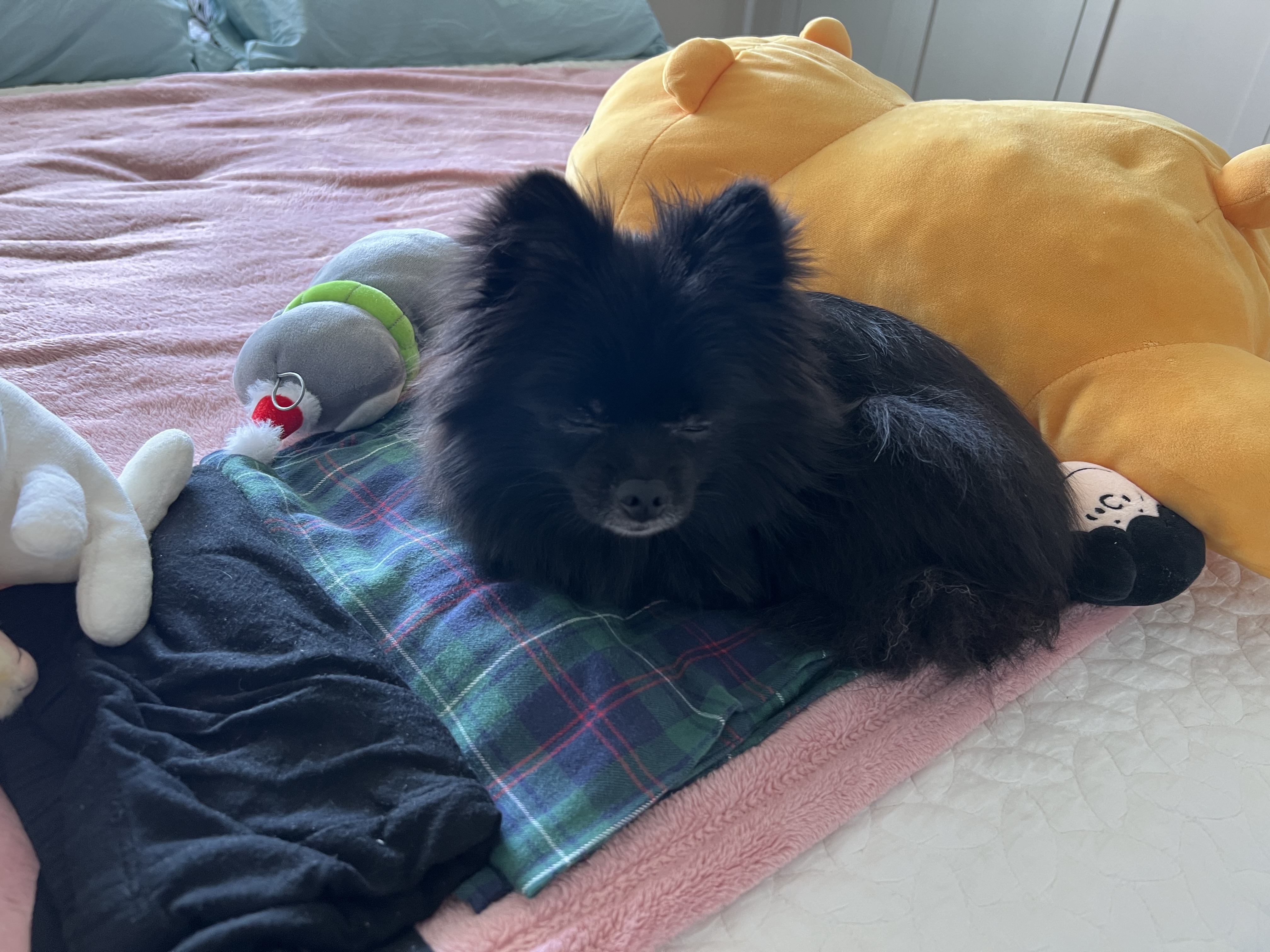 2018.9.7 보은번식장에서 구조된 우리집귀요미 (포5) 미쯔