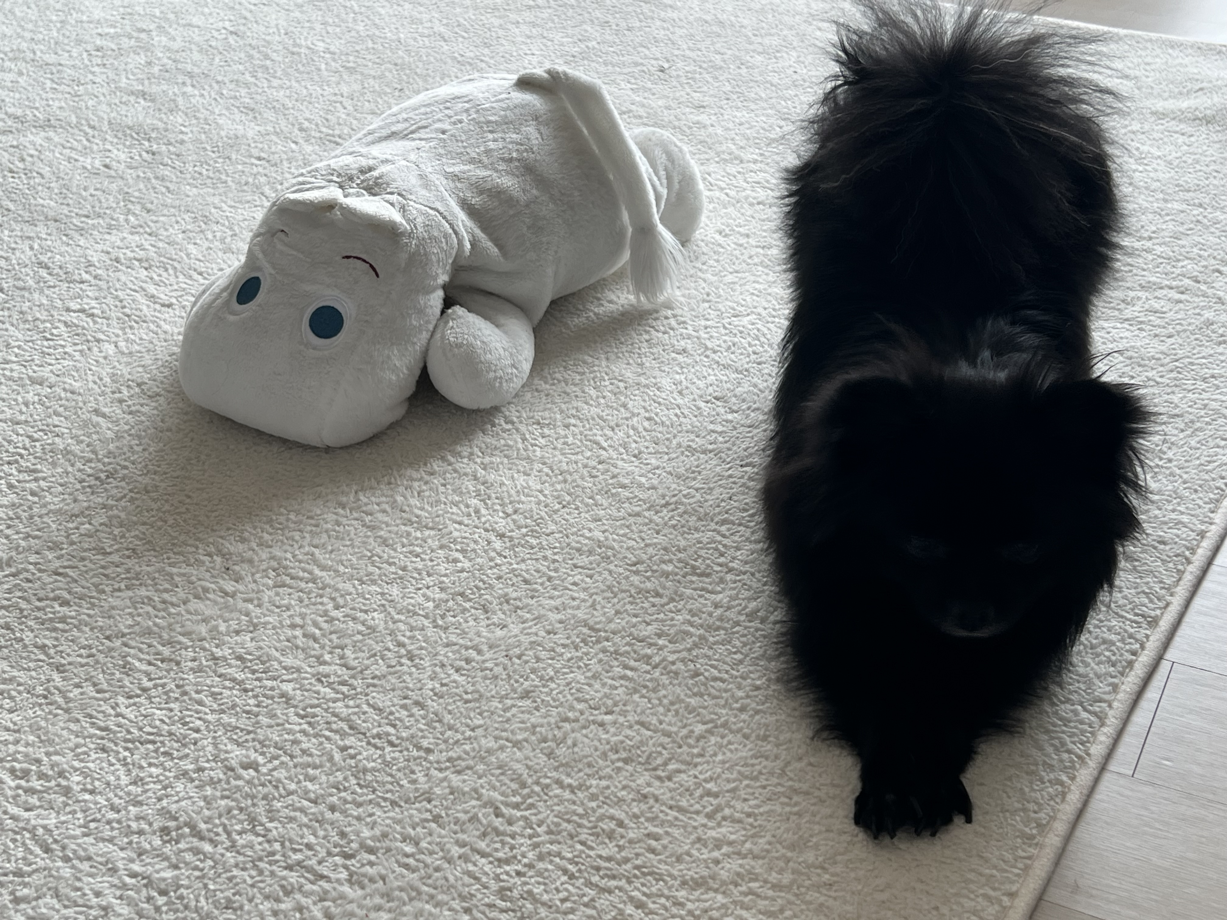 2018.9.7 보은번식장에서 구조된 우리집귀요미 (포5) 미쯔