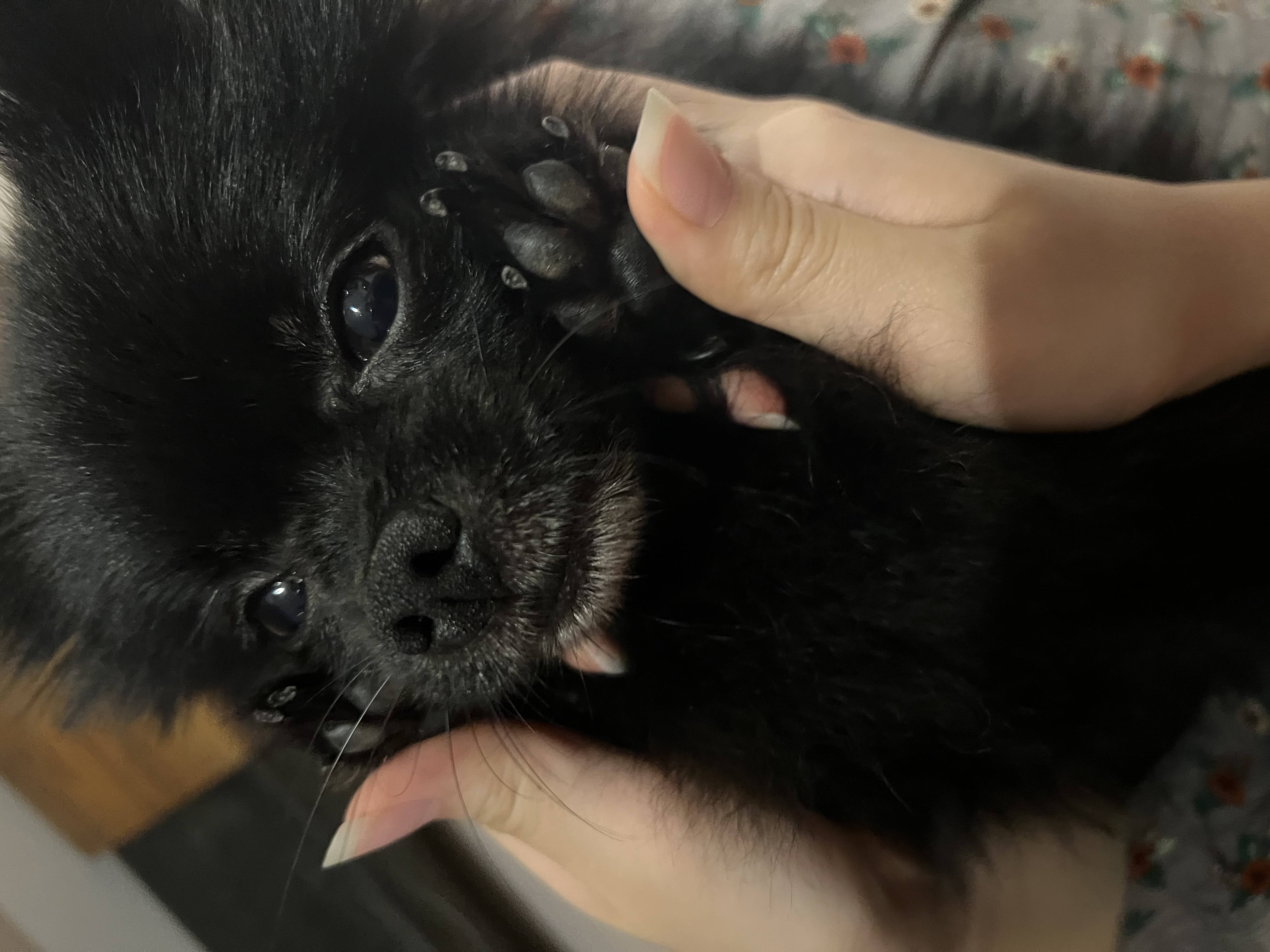 2018.9.7 보은번식장에서 구조된 우리집귀요미 (포5) 미쯔