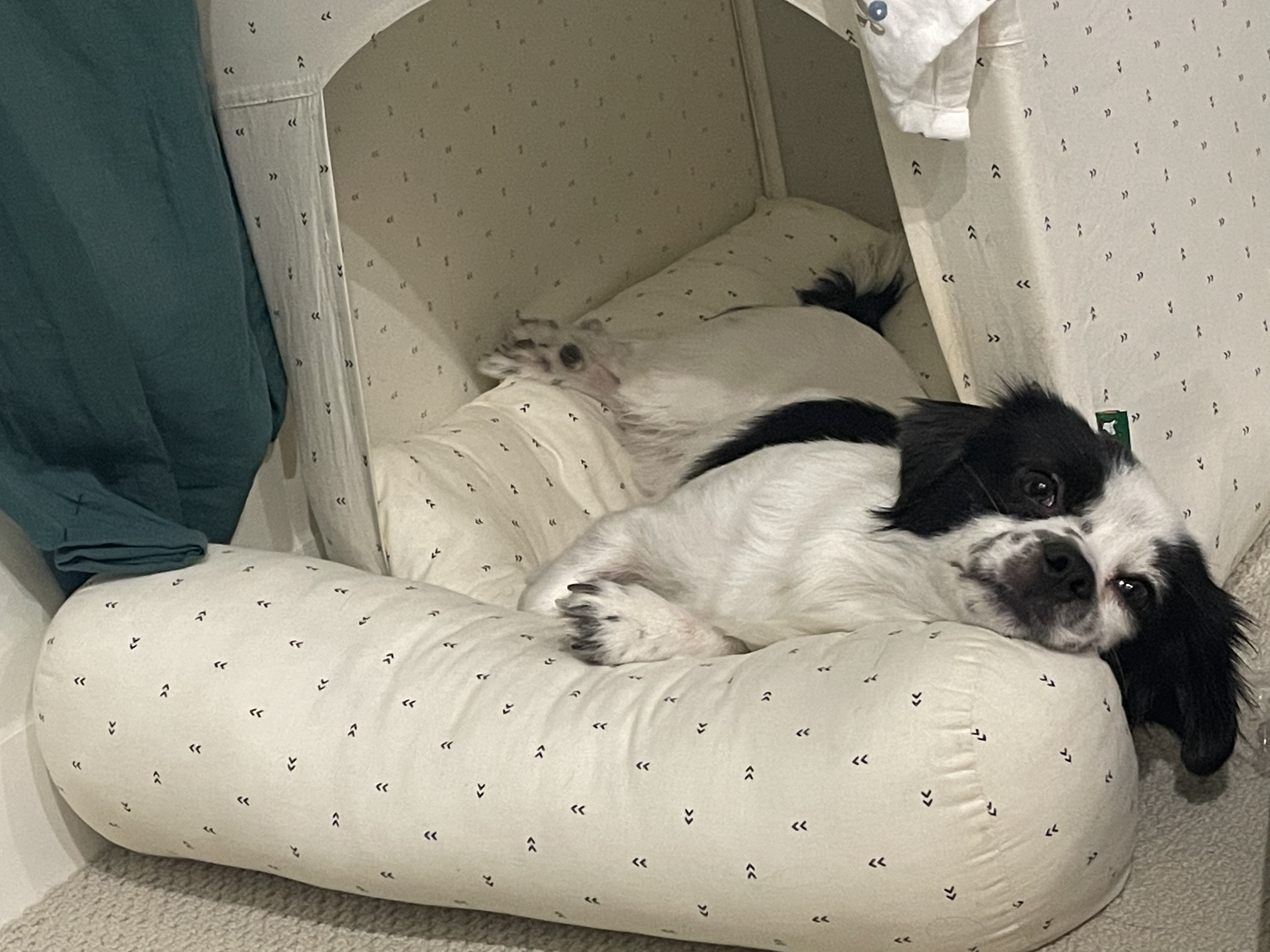 오구가 이지 된 지 벌써 2년이네요~!