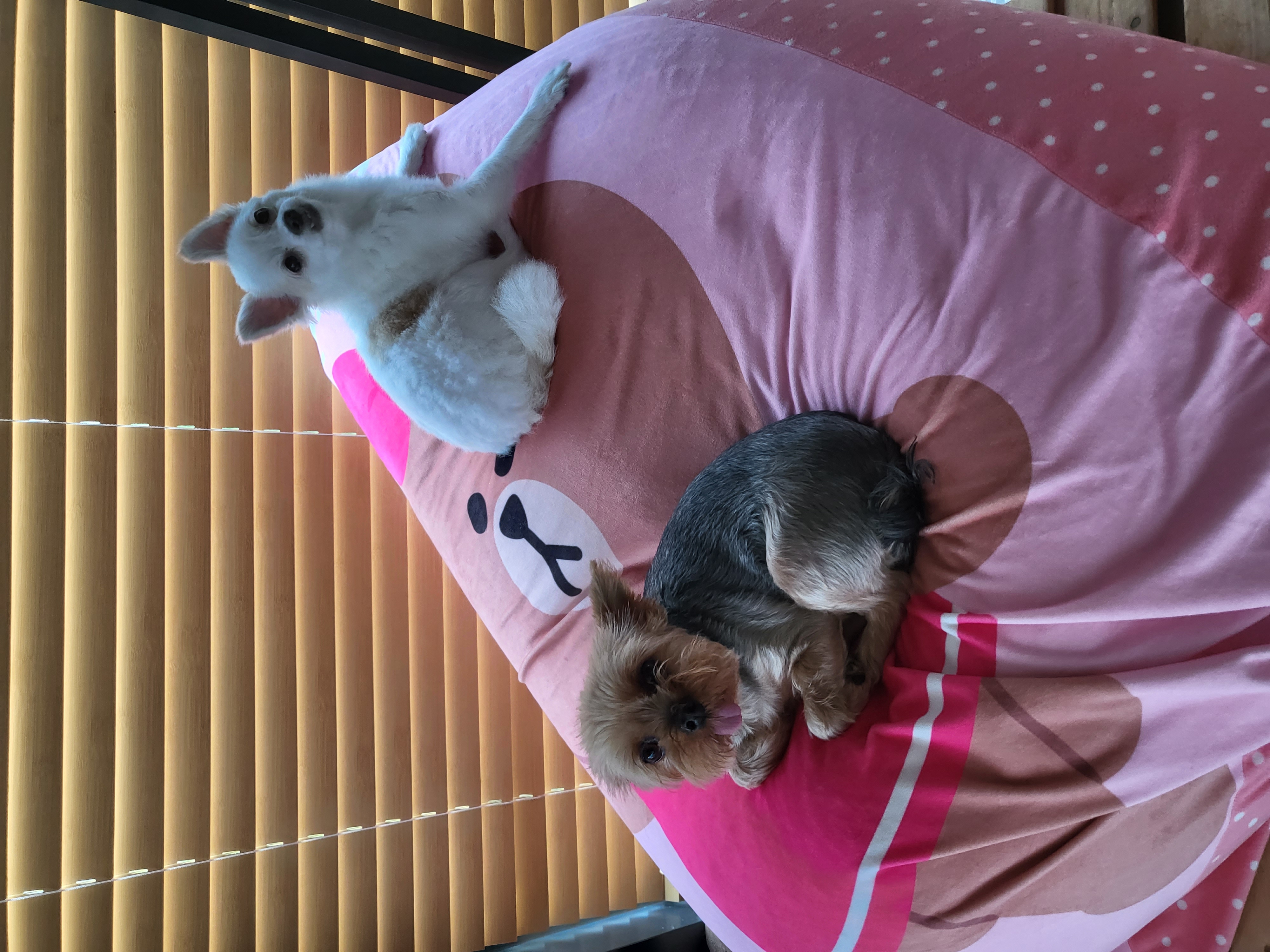 올리(아산 구조견), 유치원 갔어요